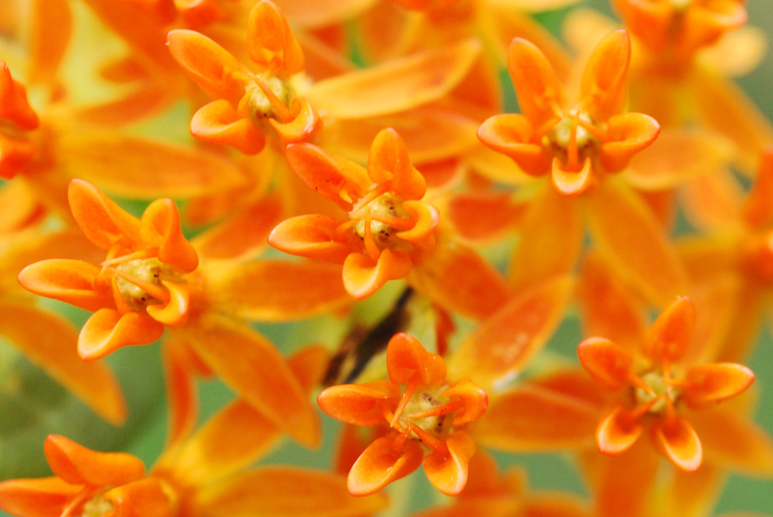 close up of star shaped butterfly milkweed flowers