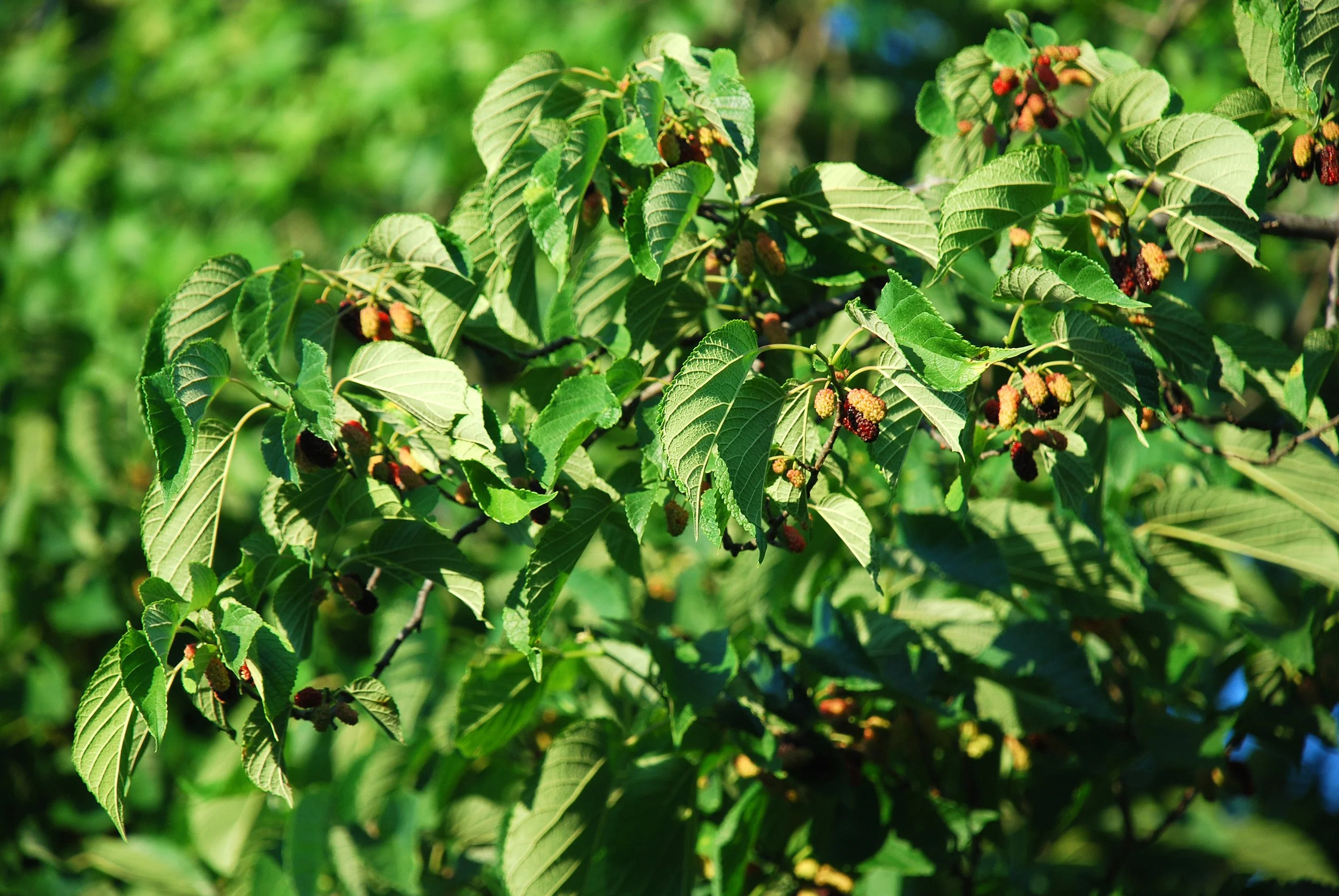 Douglas Goldman, CC BY-SA 4.0 <https://creativecommons.org/licenses/by-sa/4.0>, via Wikimedia Commons.jpg