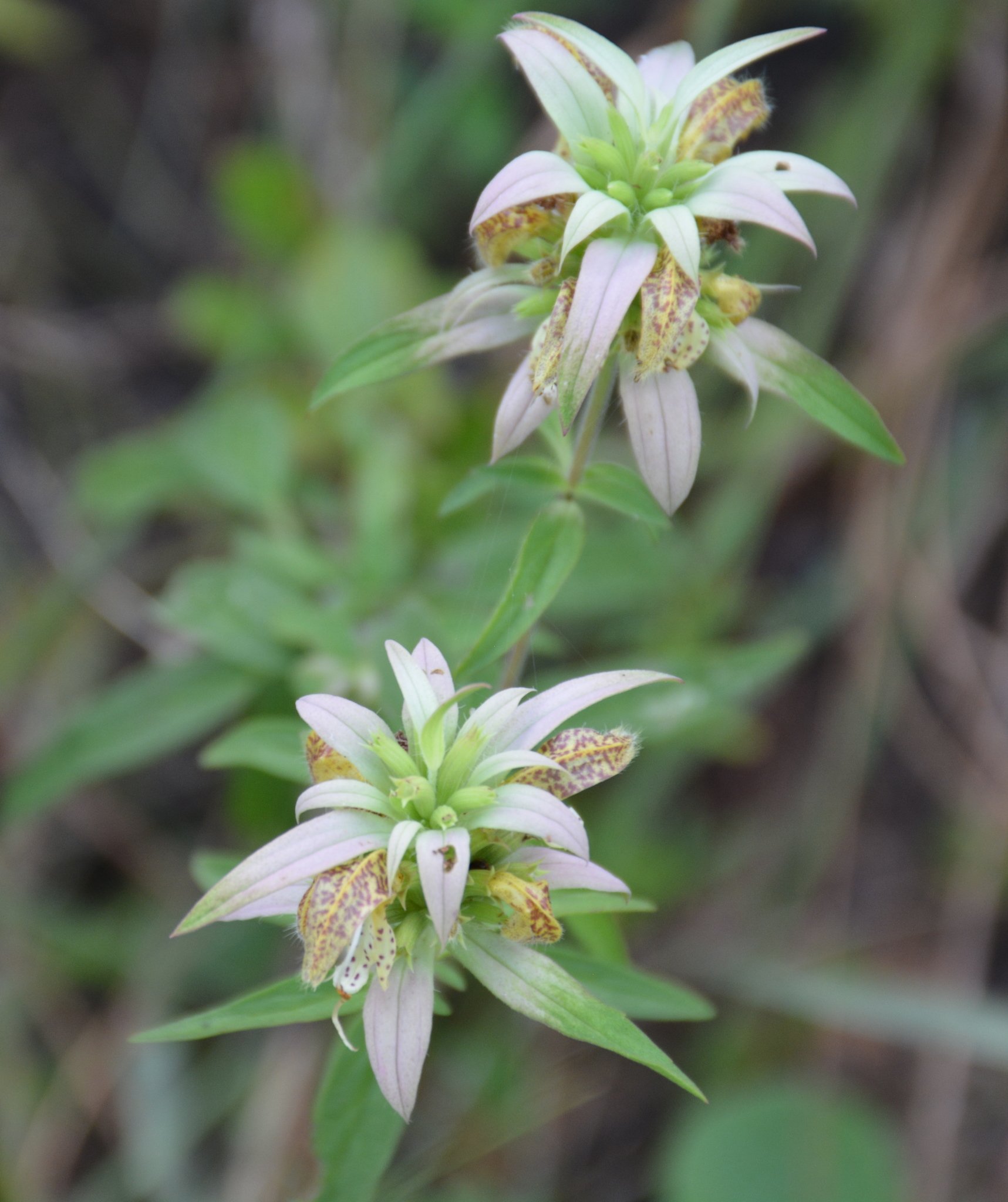 close up of spotted bee balm