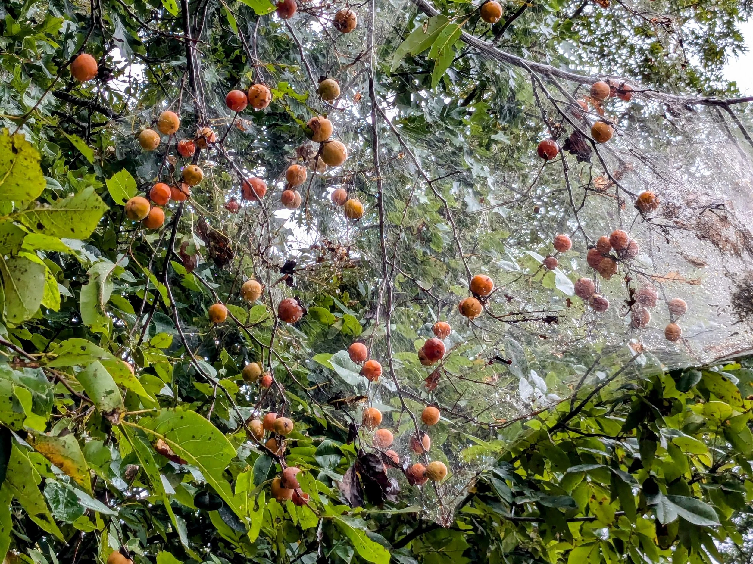 vastateparksstaff, CC BY 2.0 <https://creativecommons.org/licenses/by/2.0>, via Wikimedia Commons.jpg