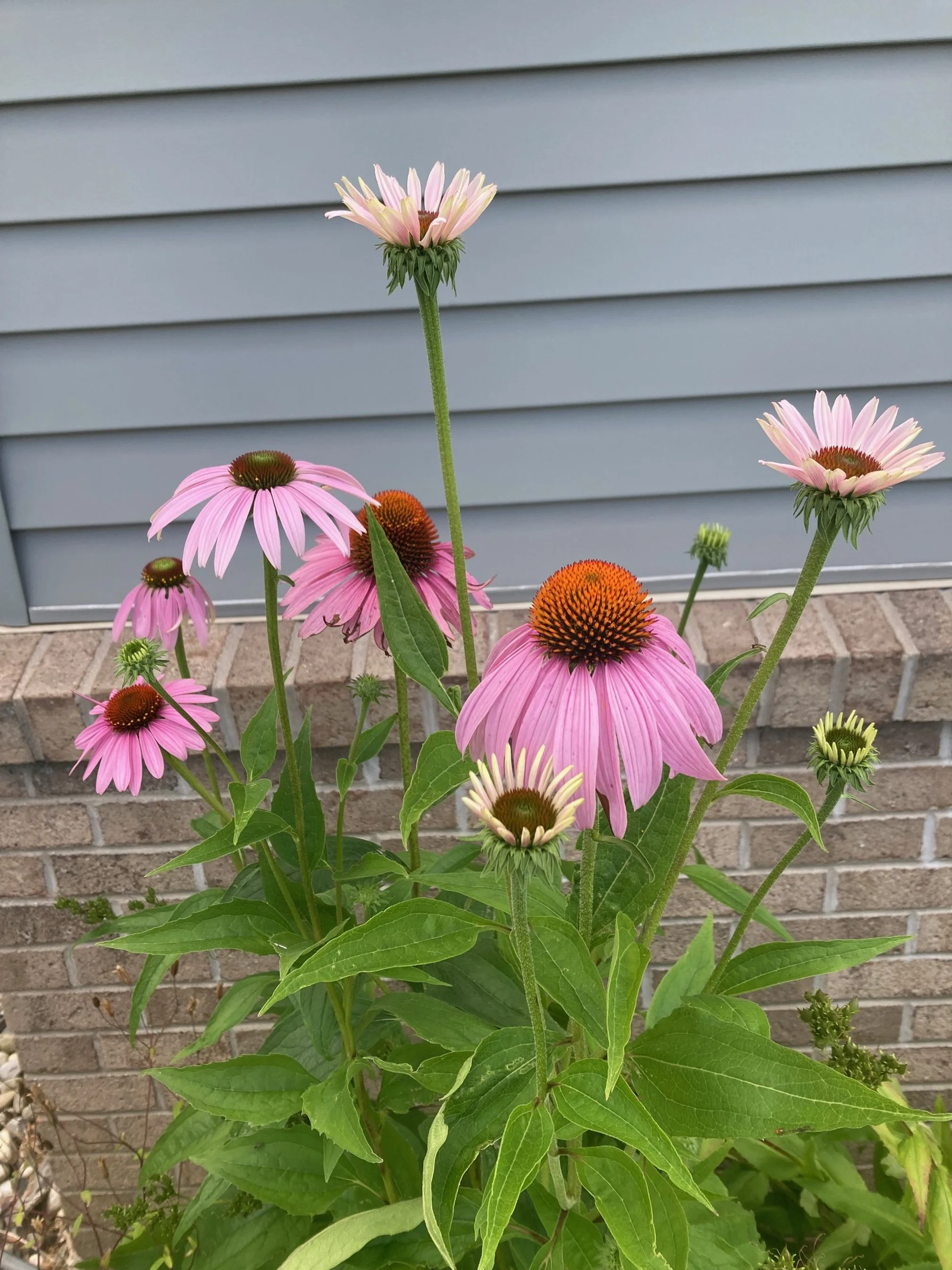 Purple coneflower 2.JPG