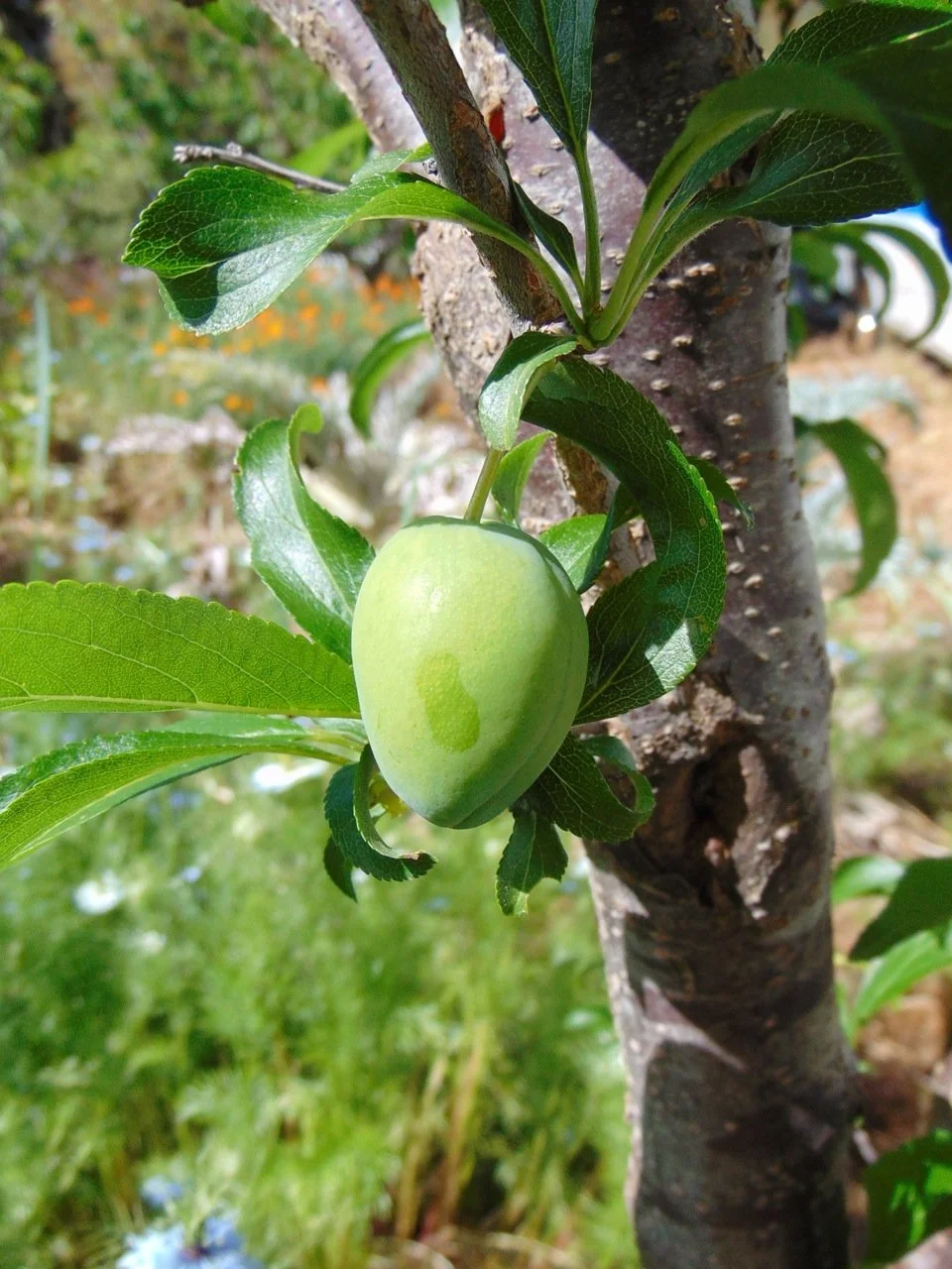 Nadiatalent, CC BY-SA 4.0 <https://creativecommons.org/licenses/by-sa/4.0>, via Wikimedia Commons.jpg