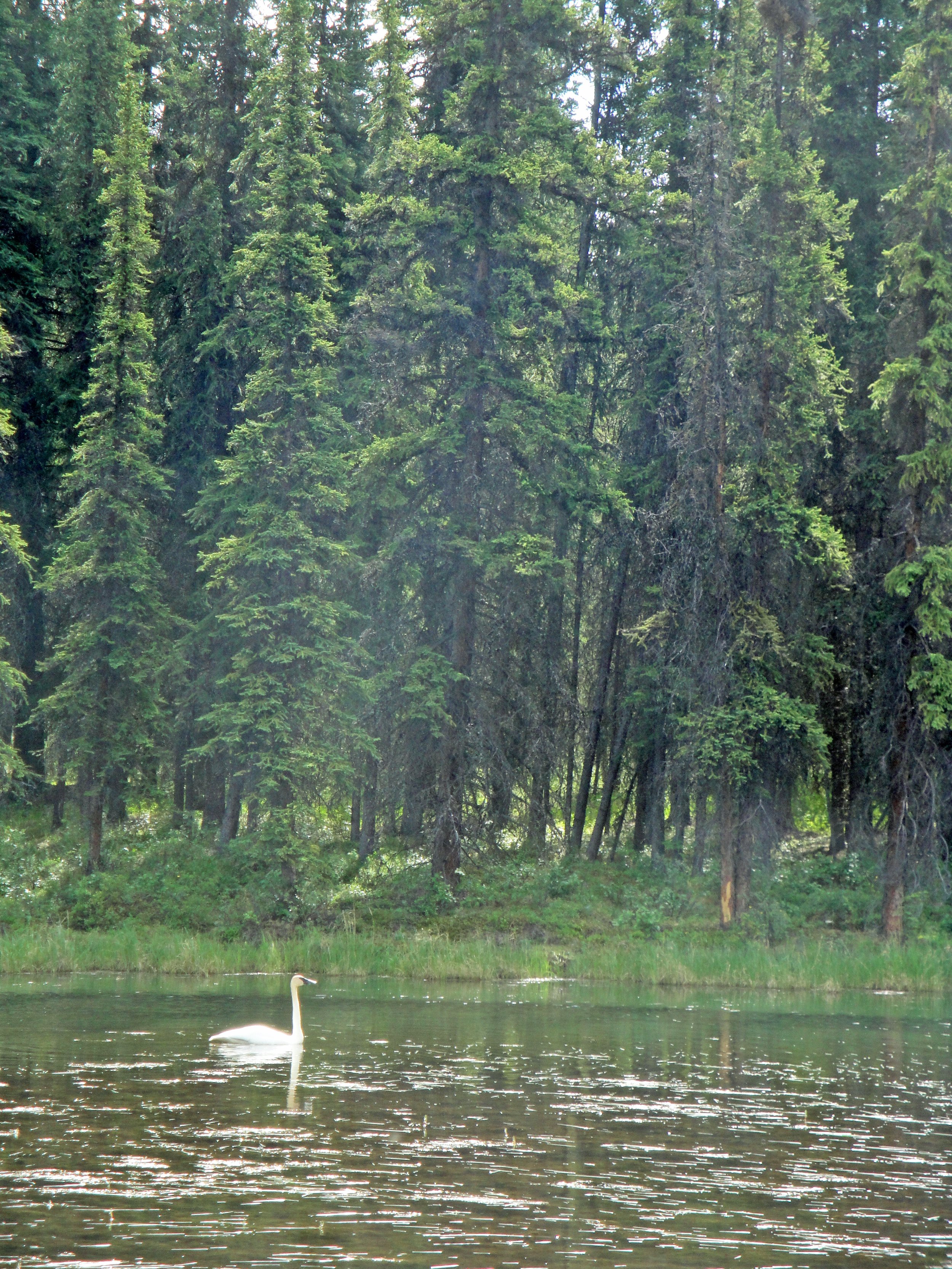 Wood edge of black spruce next to a pond with a swan