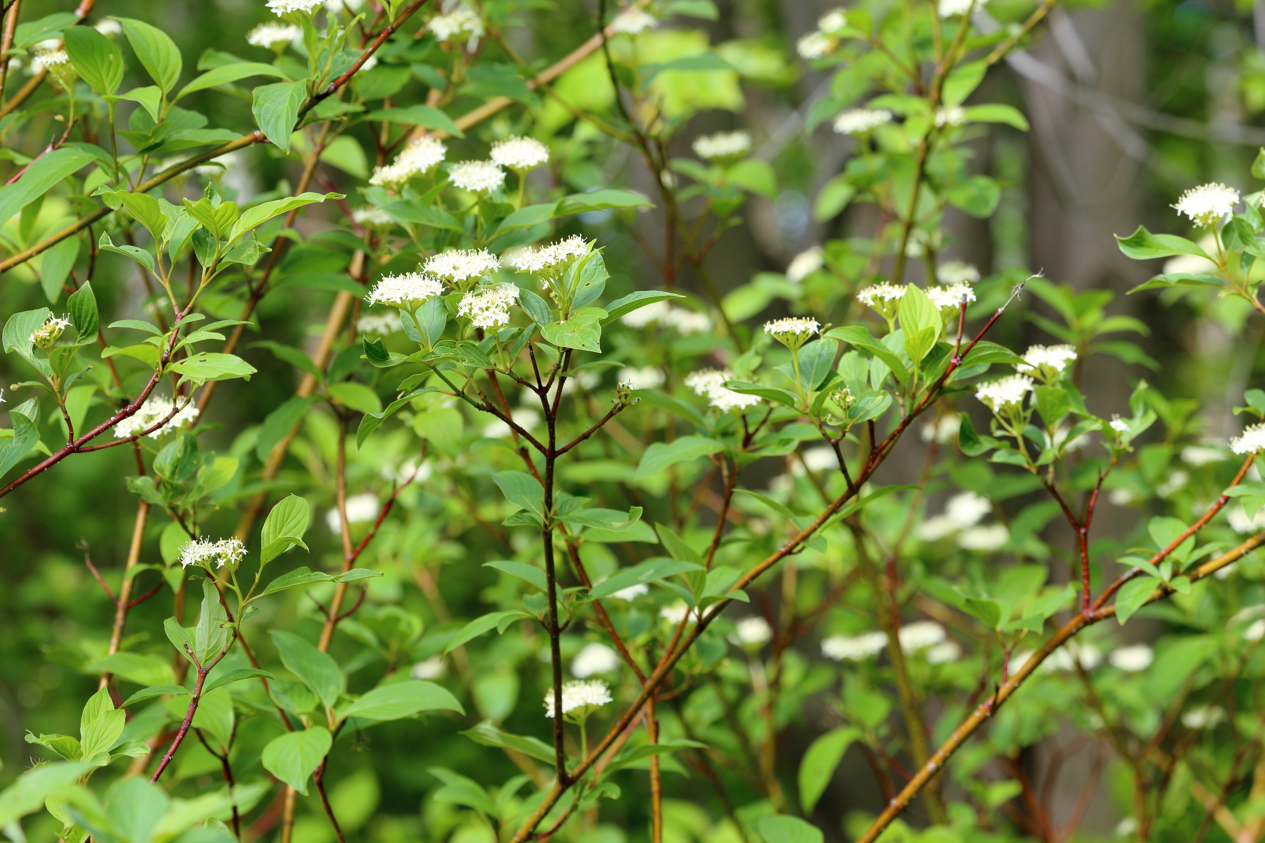 Green shrub with white flowers
