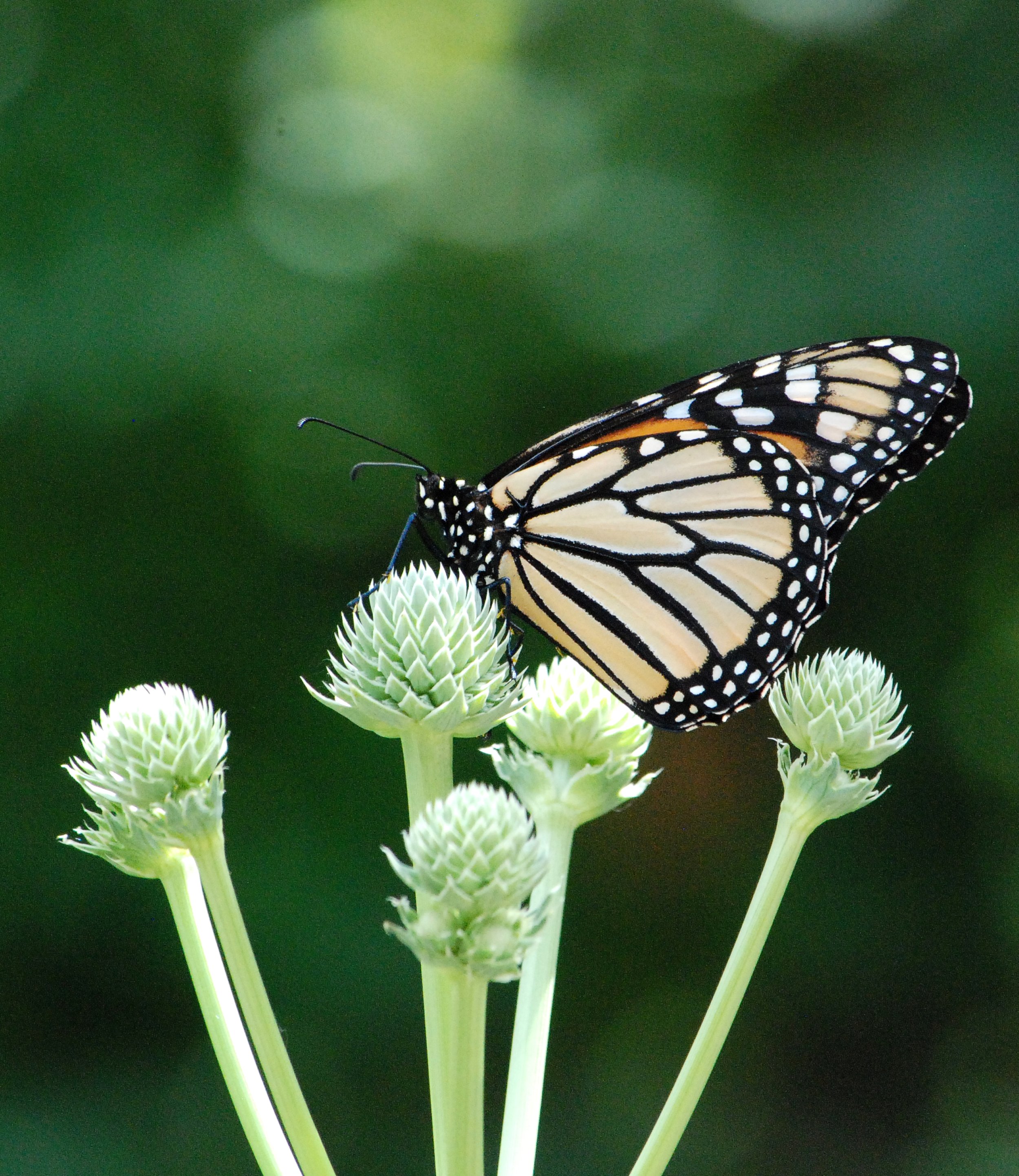 monarch butterfly on rattlesnake master plant