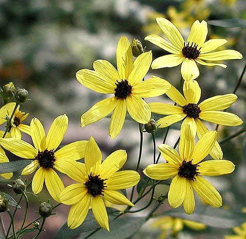 Hardyplants at English Wikipedia, Public domain, via Wikimedia Commons.jpg
