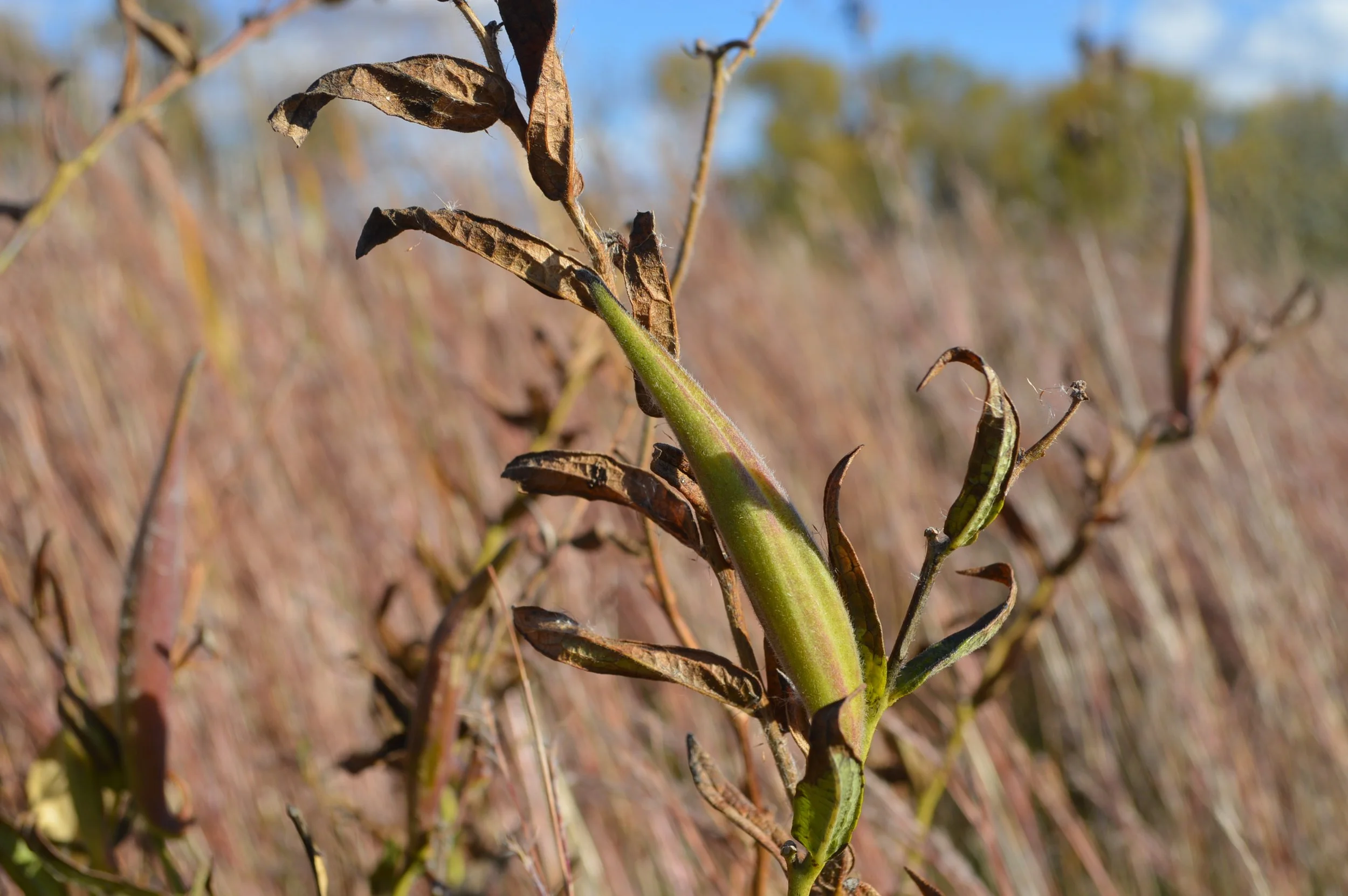 USFWS Mountain Prairie, Public domain, via Wikimedia Commons.jpg