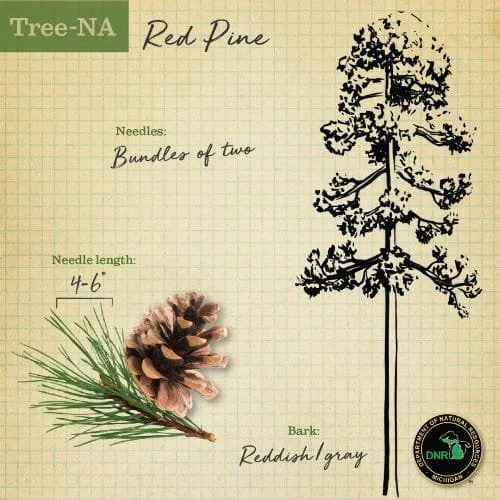 MDNR Red Pine cone and information