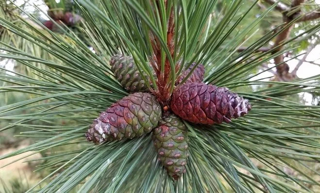 close up of a cluster of 3 red pine cones