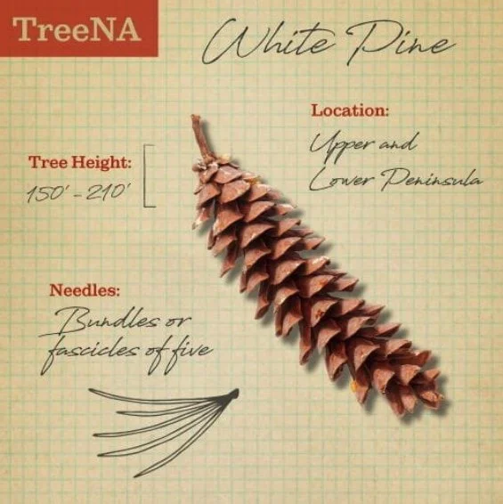 MDNR image of white pine cone and characteristics