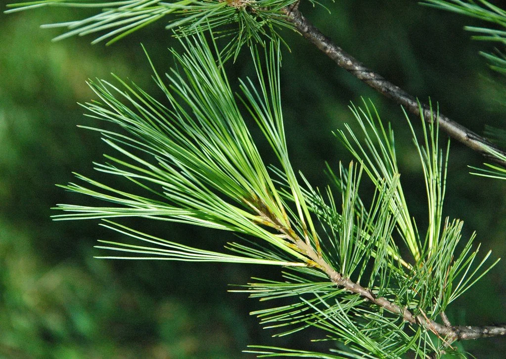 Eastern White Pine (by James St Johns).jpg