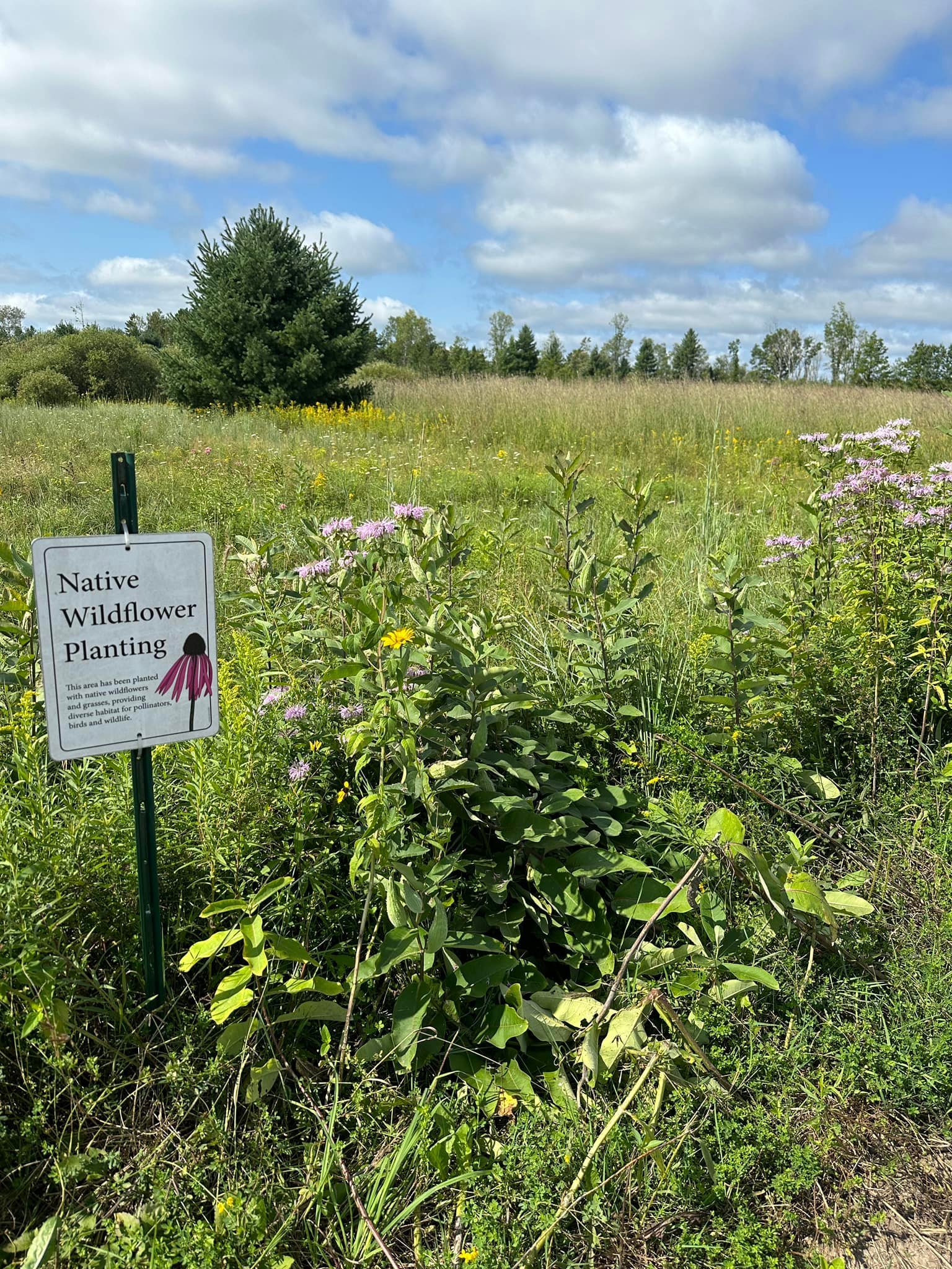 Wildflower meadow with sign reading 'Native Wildflower Planting', featuring various flowers and plants against a backdrop of trees and blue sky with clouds.