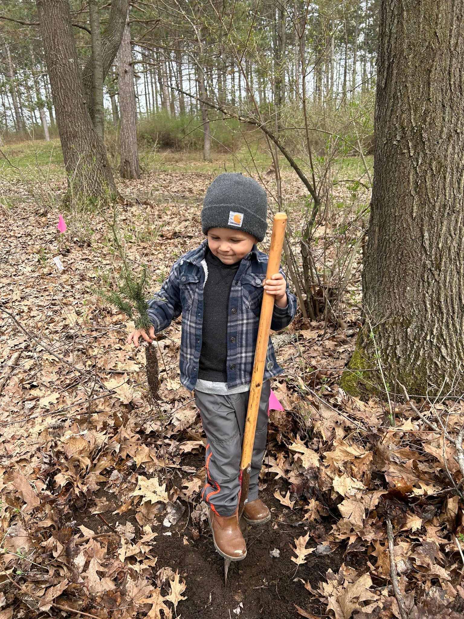 A young child dressed warmly is holding a tree seedling and a shovel in a forest. The ground is covered with fallen leaves, and there are trees and pink flags in the background.