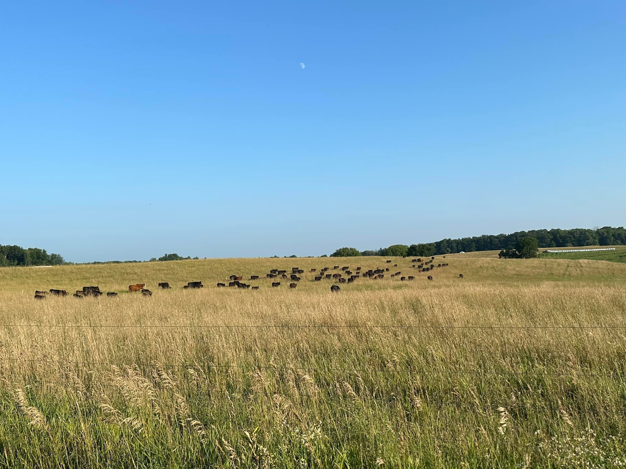 Herd of cattle grazing in a grassy field under a clear blue sky with a visible moon; trees and distant hills in the background.