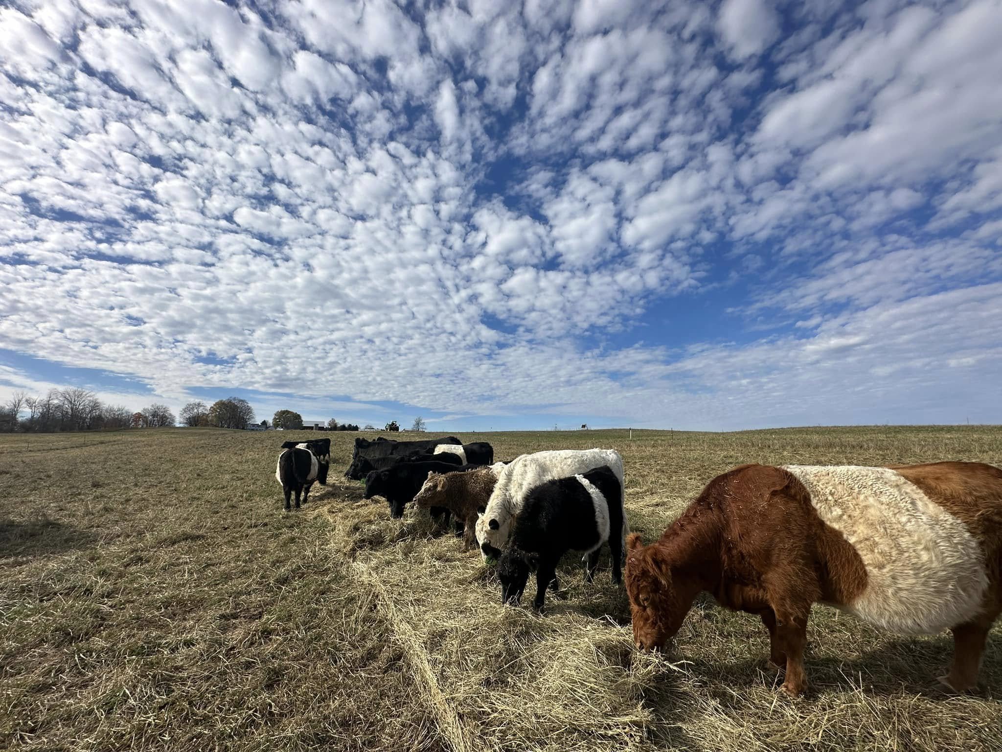 Cows grazing in a field under a cloudy sky