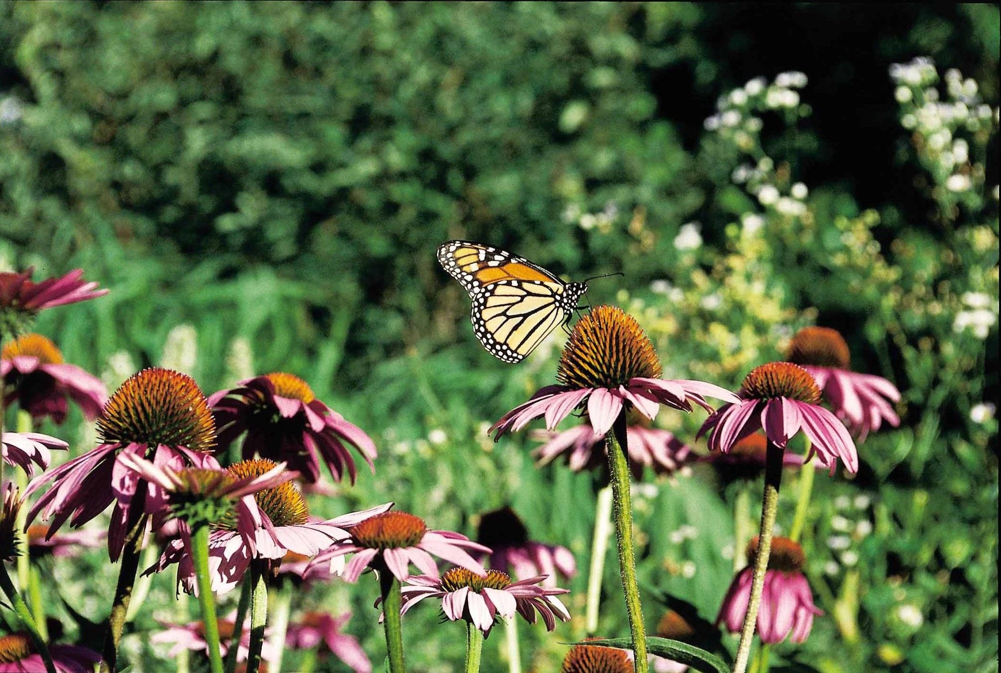 Monarch Butterfly on purple coneflower