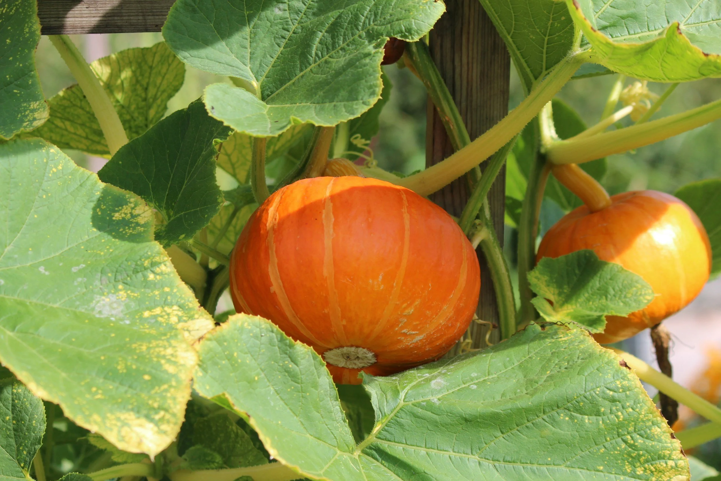 Orange squash growing in a garden with green leaves
