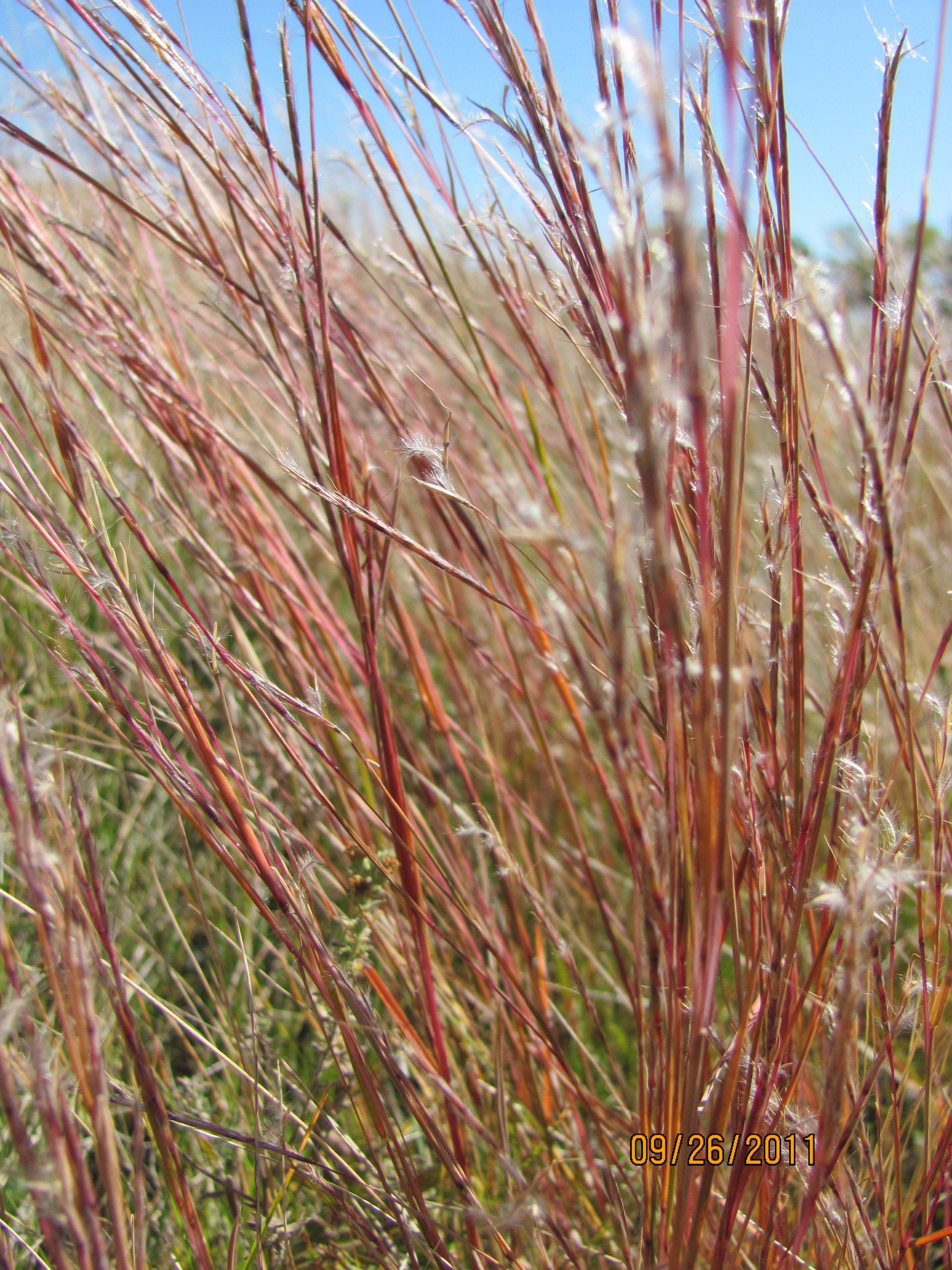 red stems of little blue stem grass in a field with a blue sky