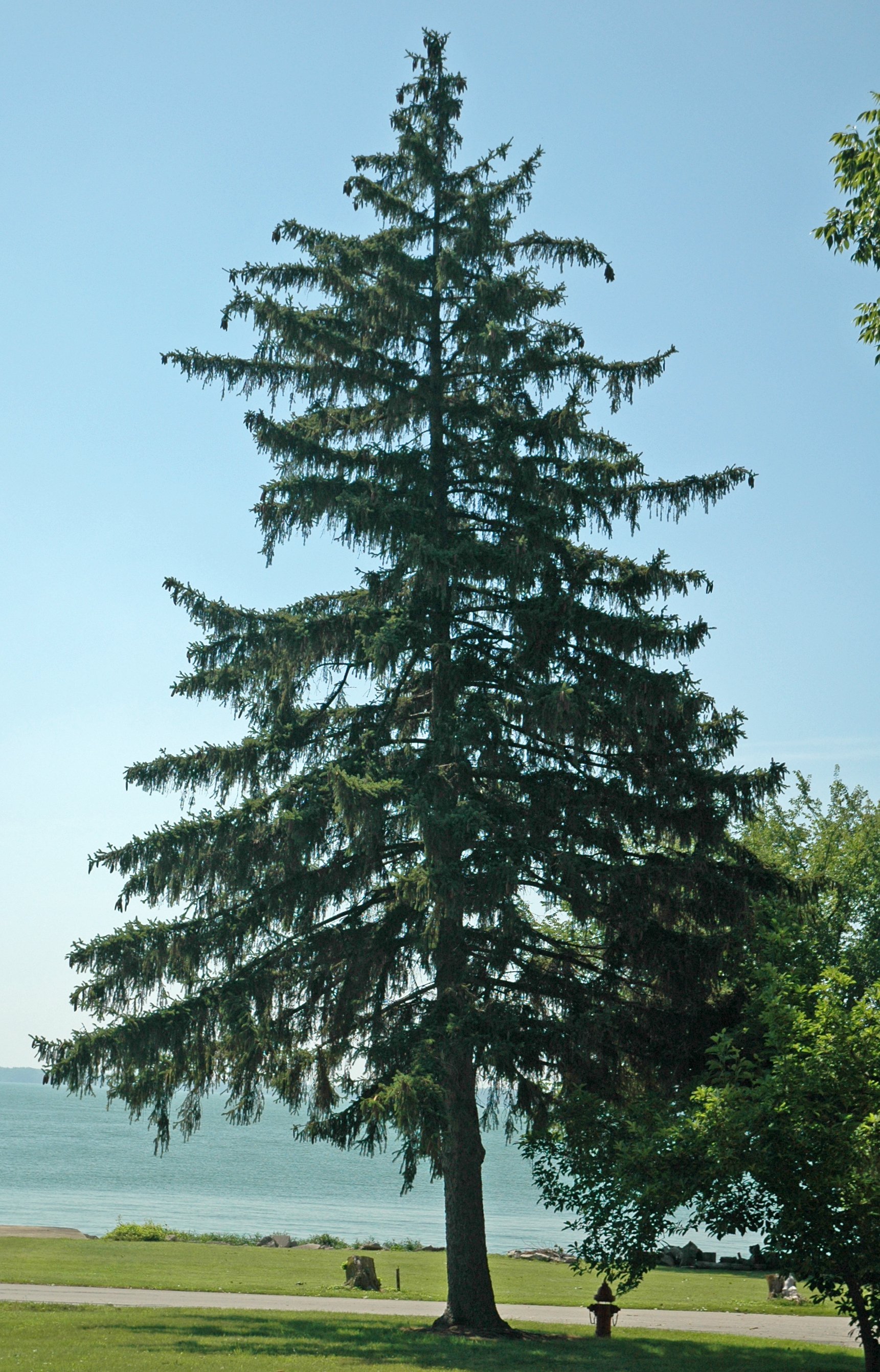 Singular tall branching Norway Spruce tree against a blue sky