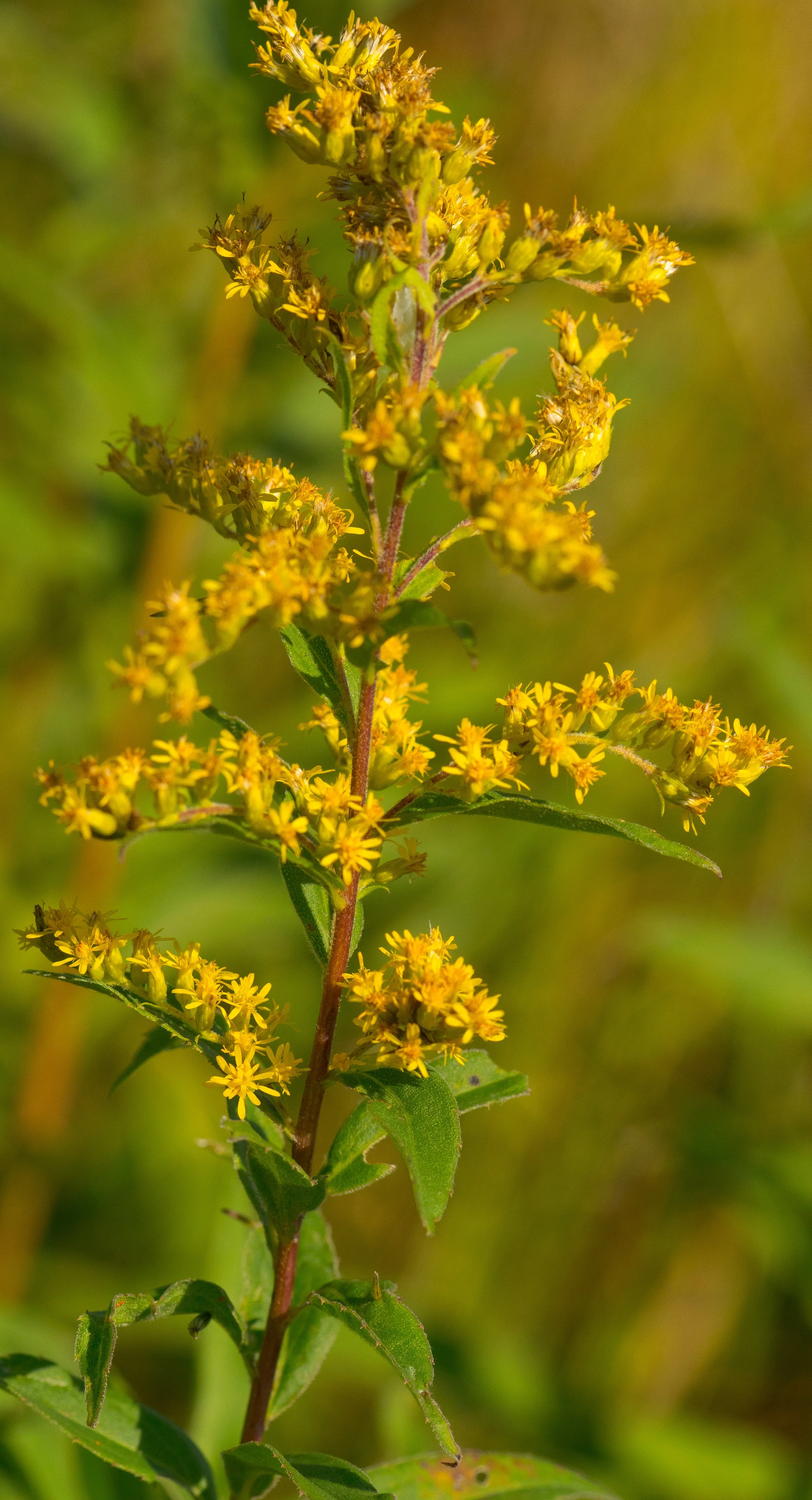 Showy_Goldenrod_(Solidago_speciosa)_-_Flickr_-_wackybadger.jpg
