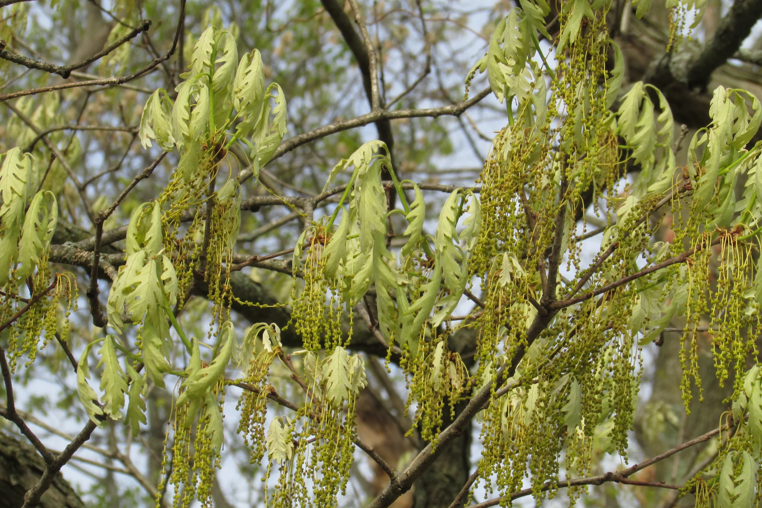 White_Oak_3963.jpg