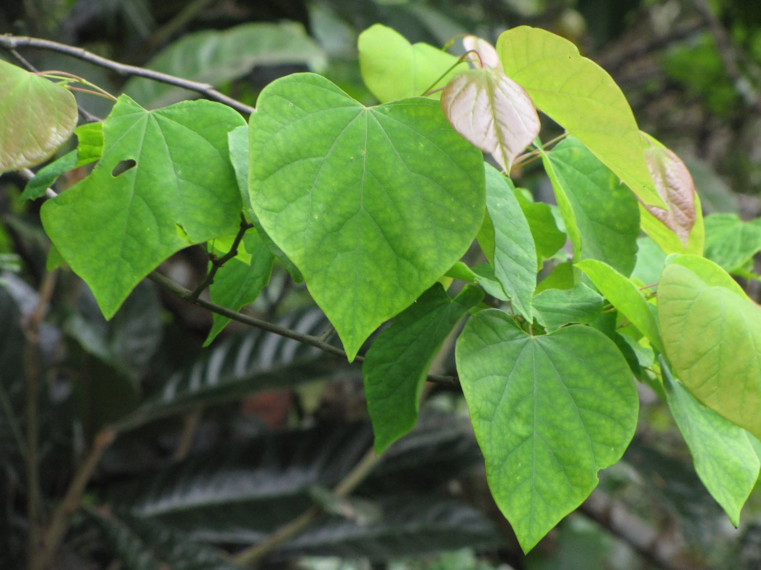 Forest & Kim Starr, CC BY 3.0 US <https://creativecommons.org/licenses/by/3.0/us/deed.en>, via Wikimedia Commons.jpg