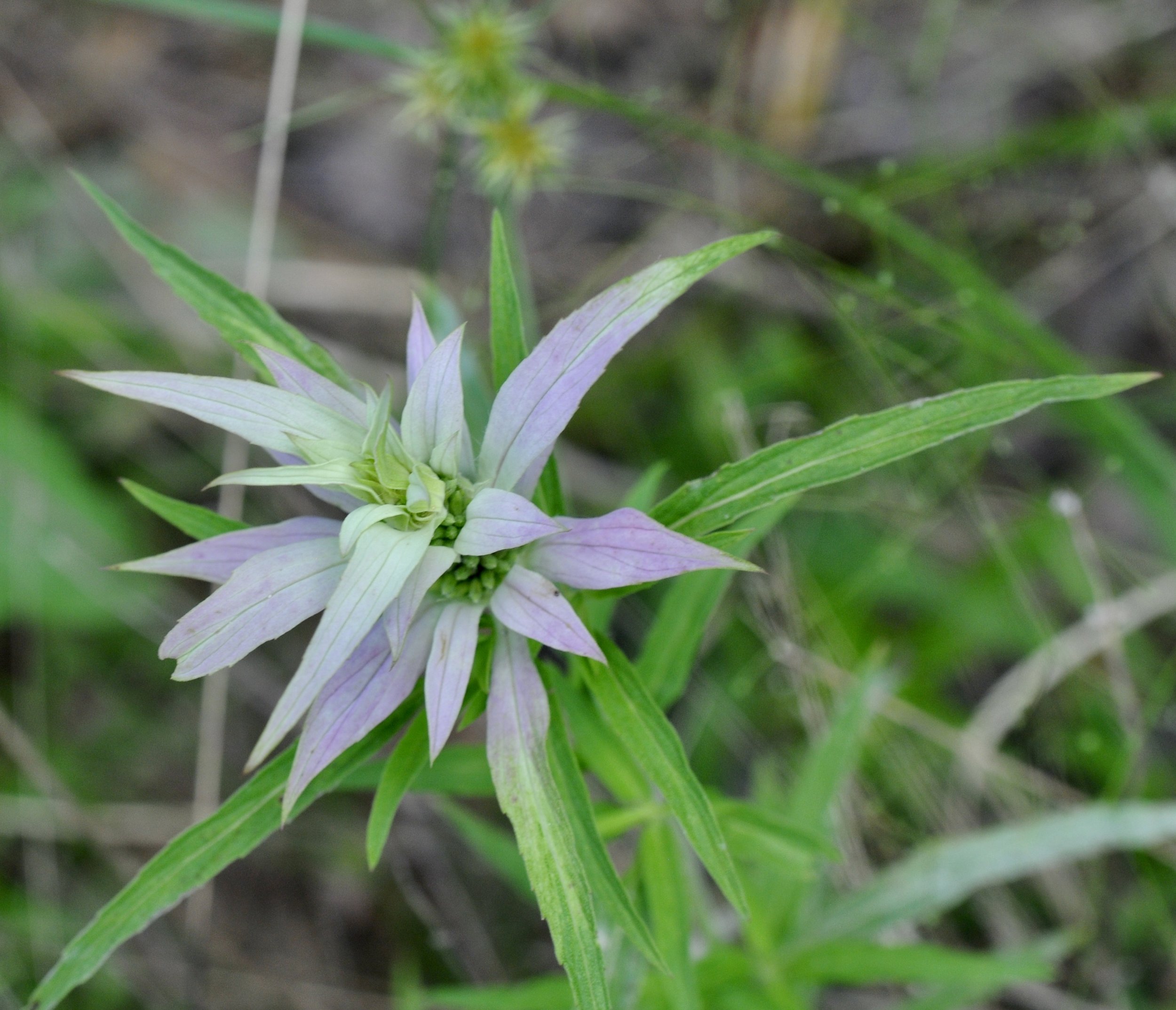 light purple and green close up of spotted bee balm