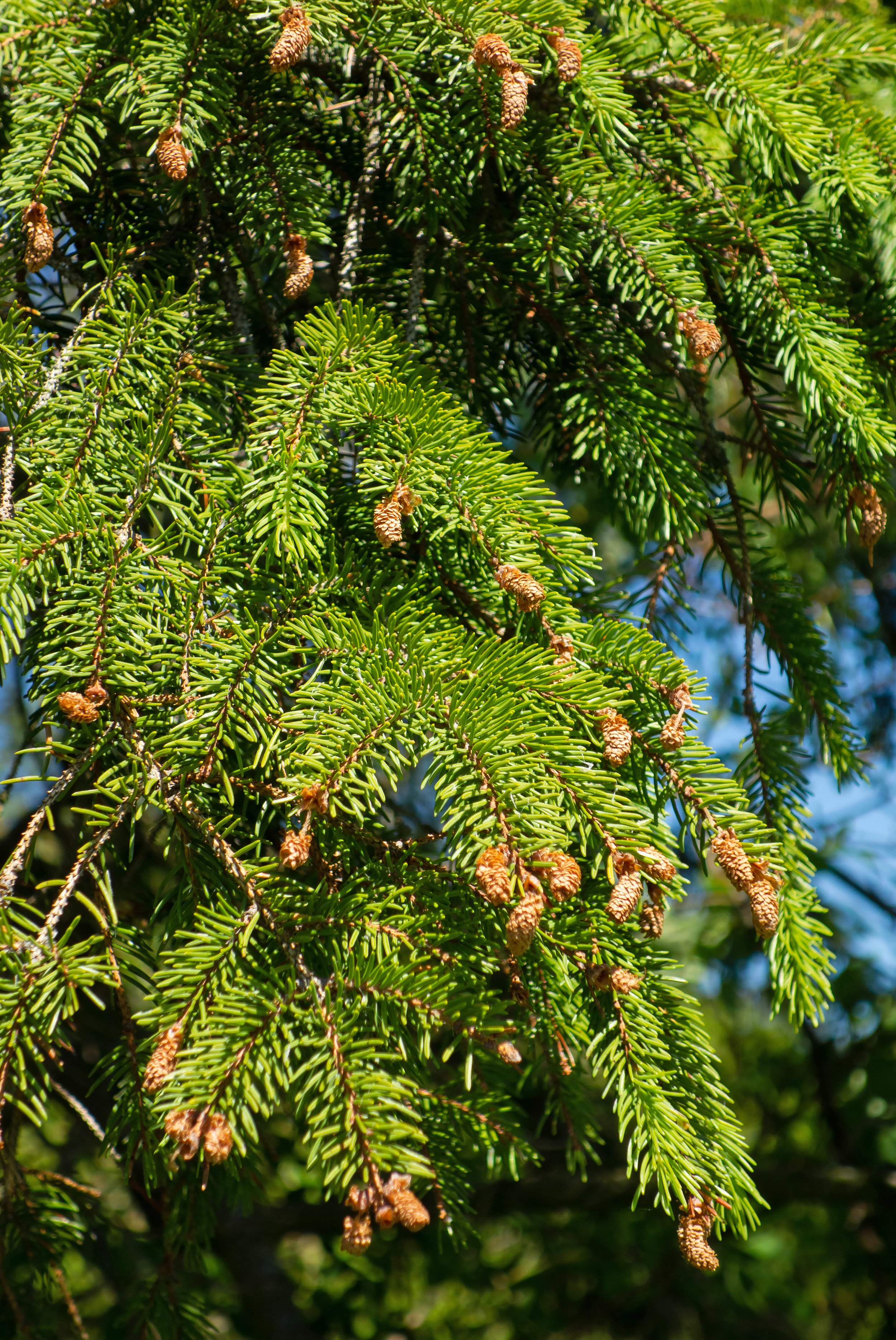 close up of norway spruce branches
