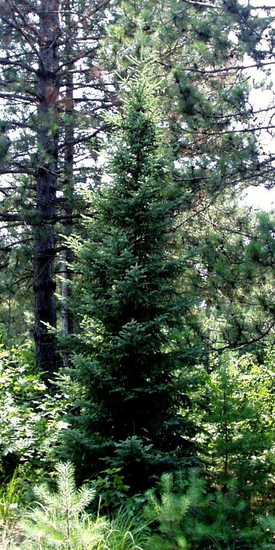 Sunlight black spruce tree in a forest