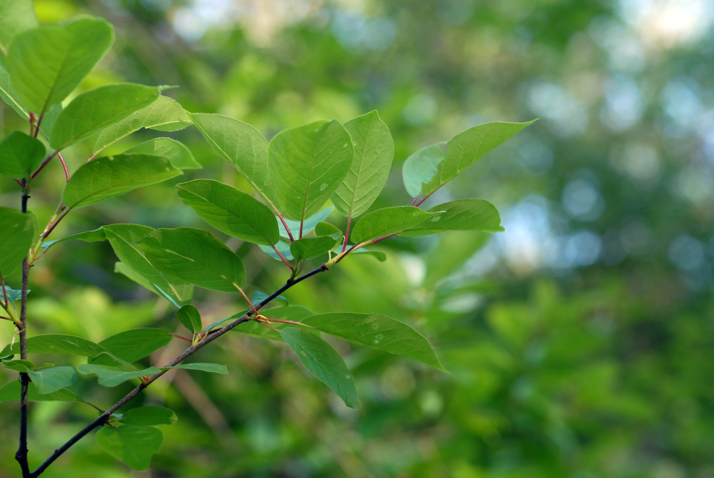 Douglas Goldman, CC BY-SA 4.0 <https://creativecommons.org/licenses/by-sa/4.0>, via Wikimedia Commons.jpg