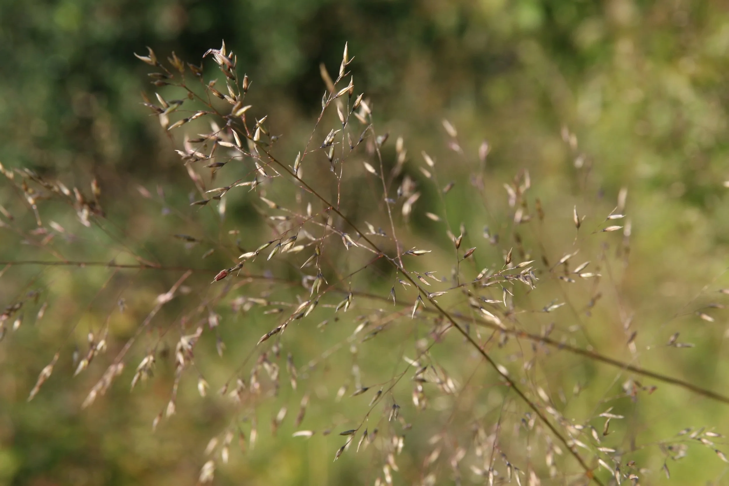 Sporobolus_heterolepis_11zz.jpg
