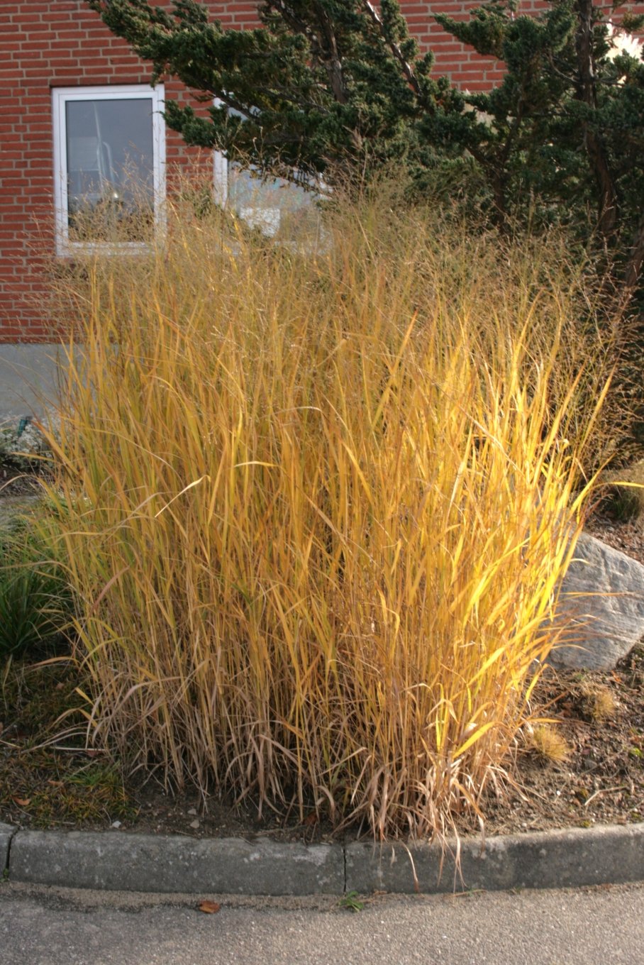 Golden switchgrass