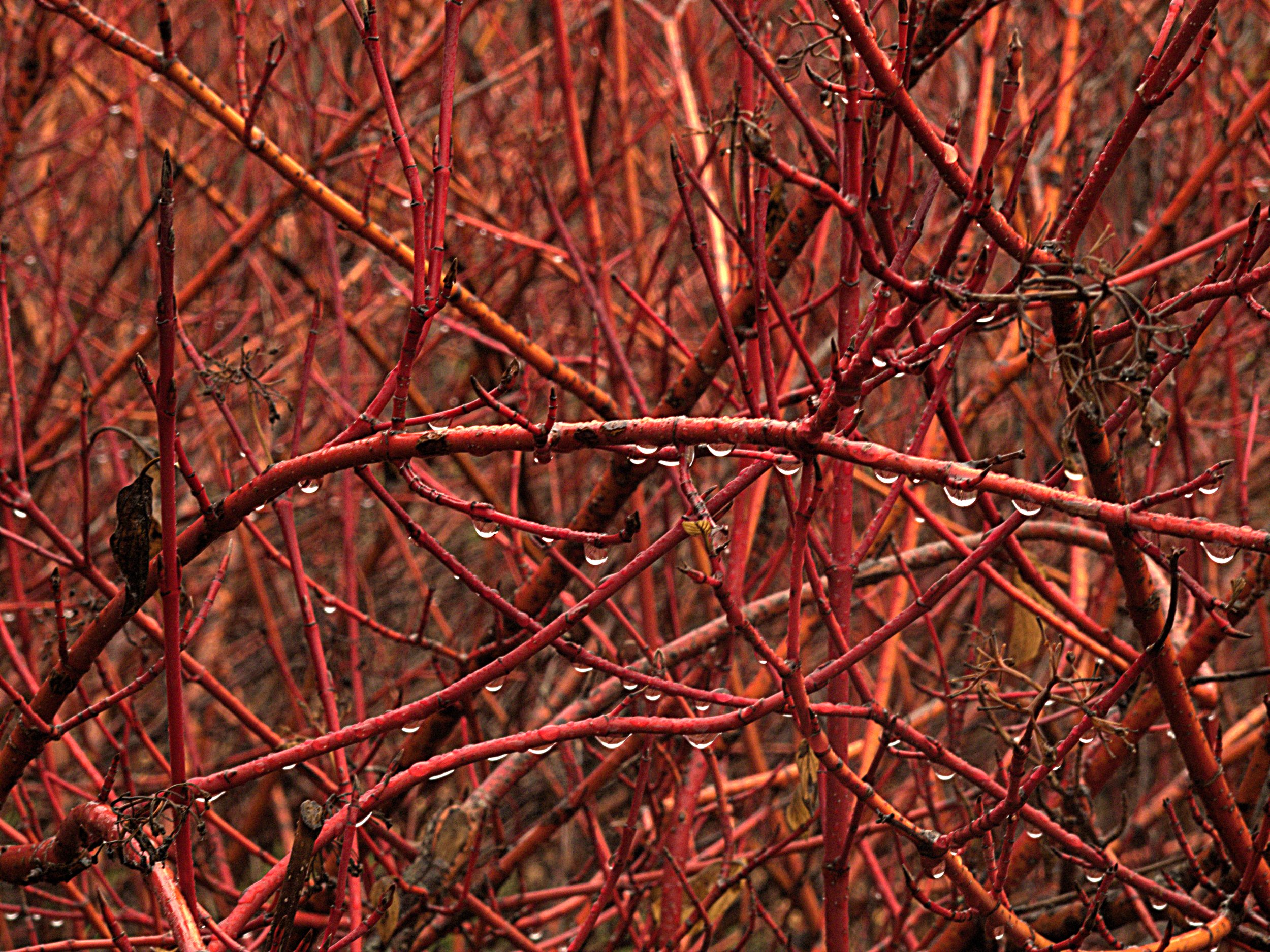 bright red stems of red osier dogwood