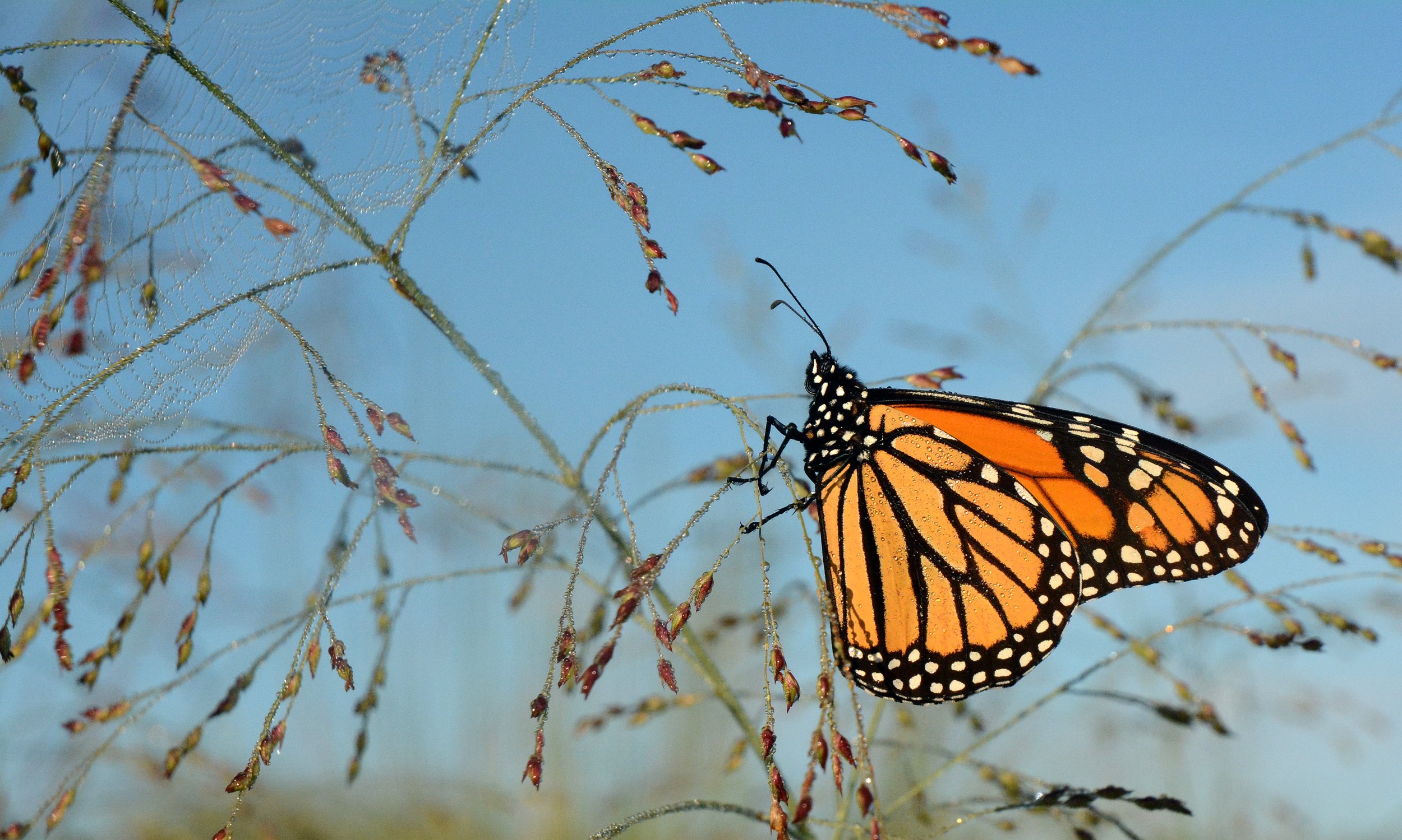 Monarch Butterfly on switchgrass with seed pods