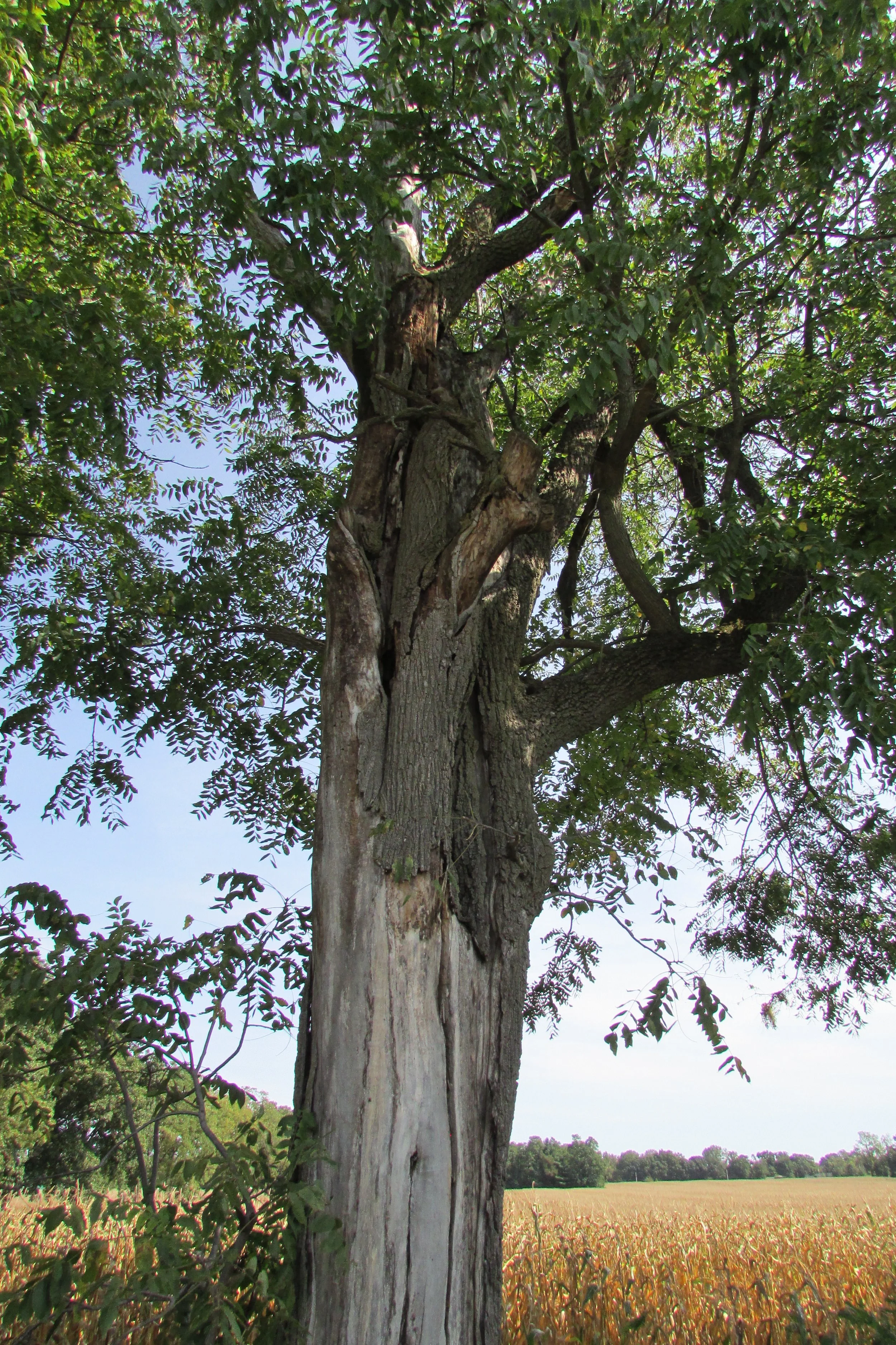 Chris Light, CC BY-SA 4.0 <https://creativecommons.org/licenses/by-sa/4.0>, via Wikimedia Commons.jpg