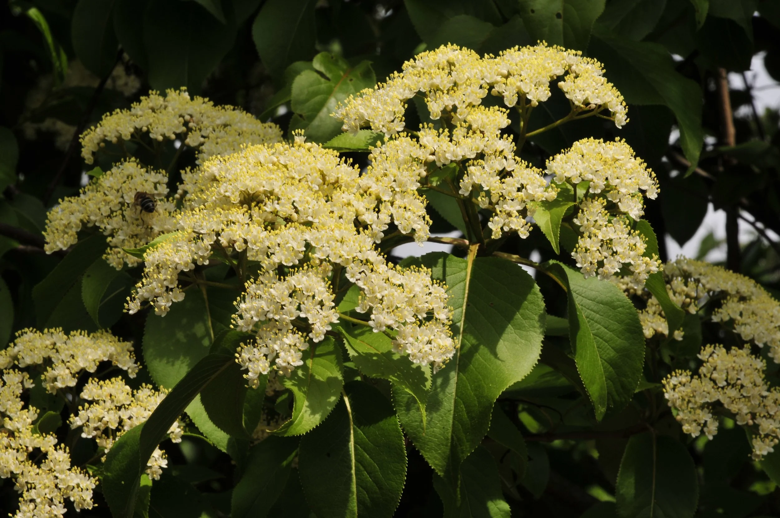 Homoarborea, CC0, via Wikimedia Commons.jpg