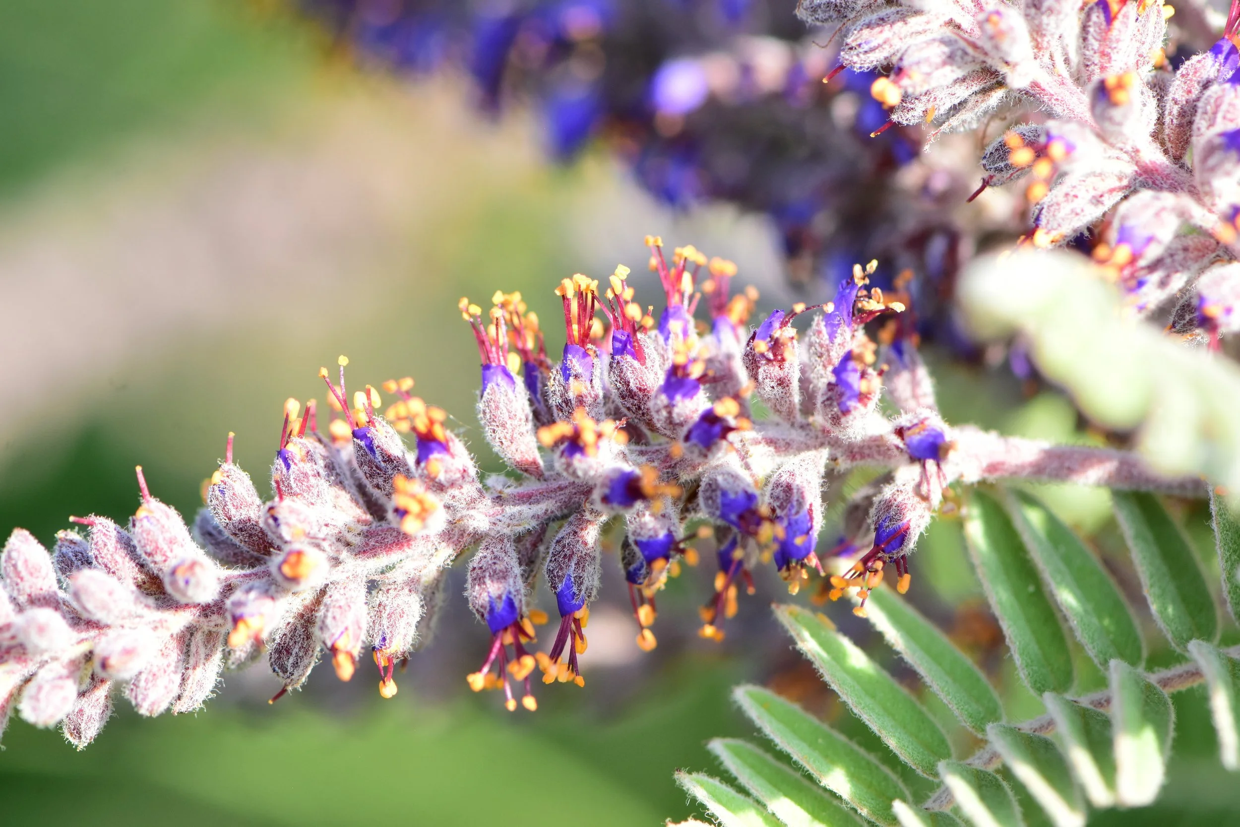 Amorpha_canescens_(leadplant)_(54309925435).jpg