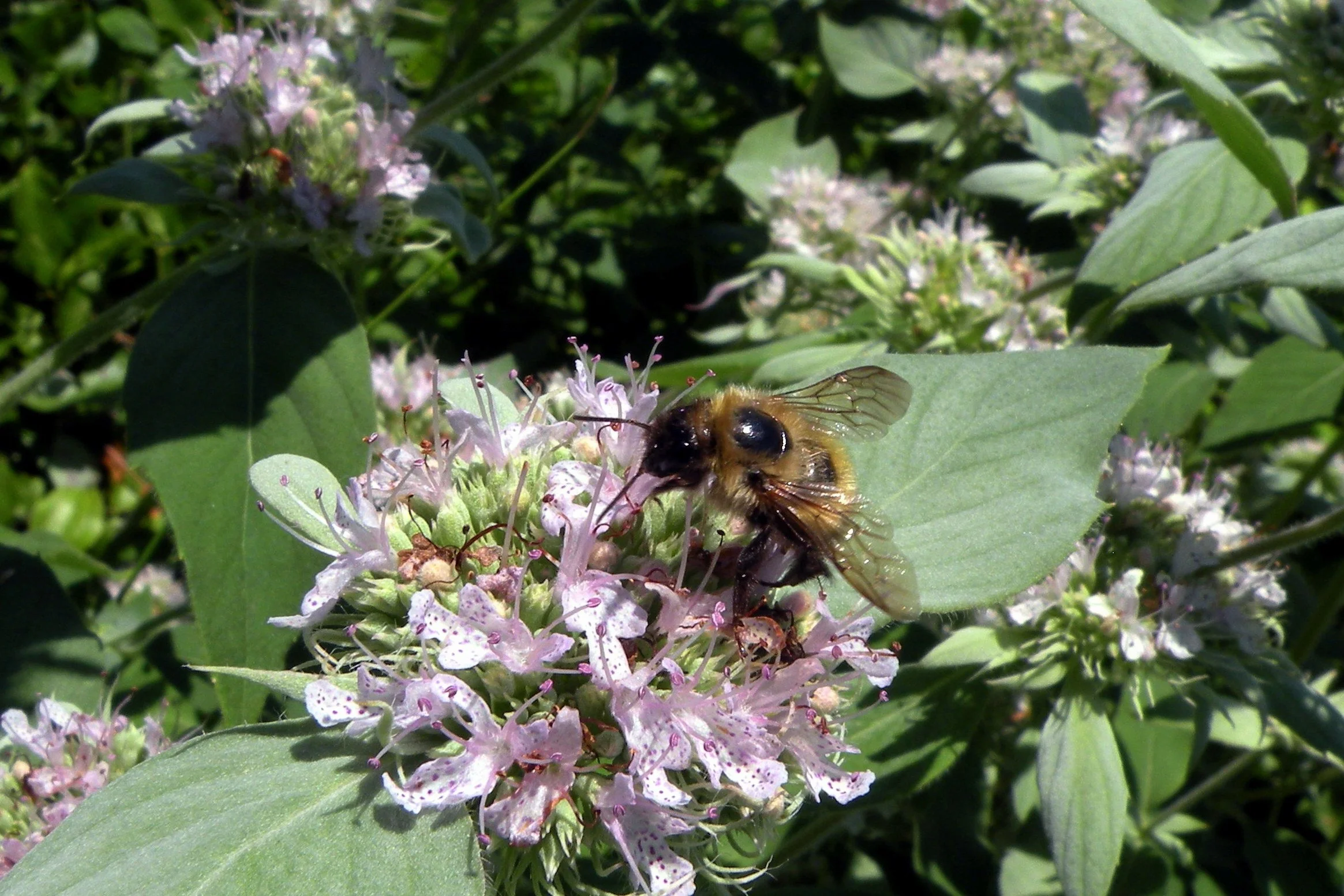 Mountain Mint (Pycnanthemum virginianum)