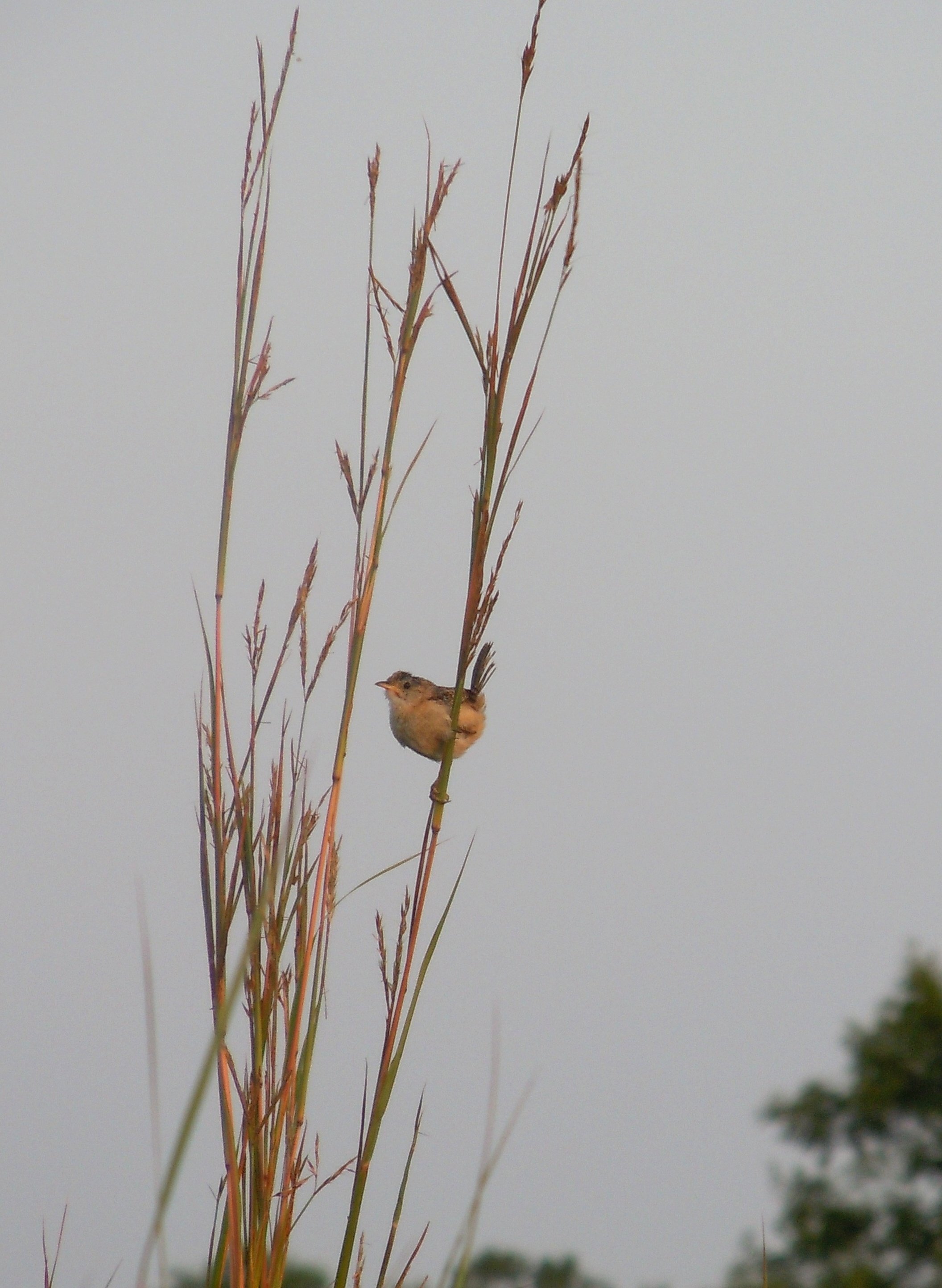 yellow bird perched on big blue stem grass
