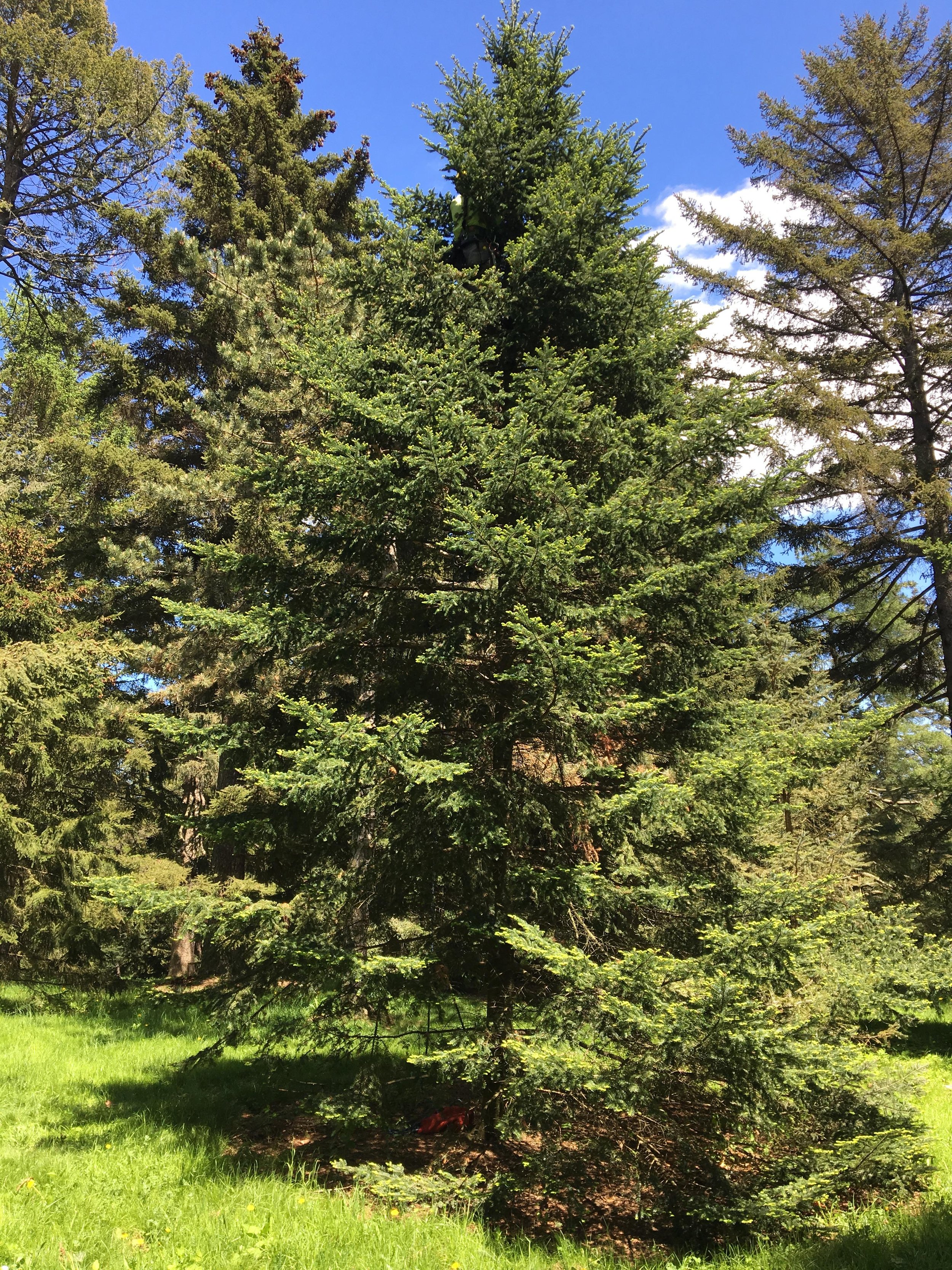 Tall balsam fir trees in a forest