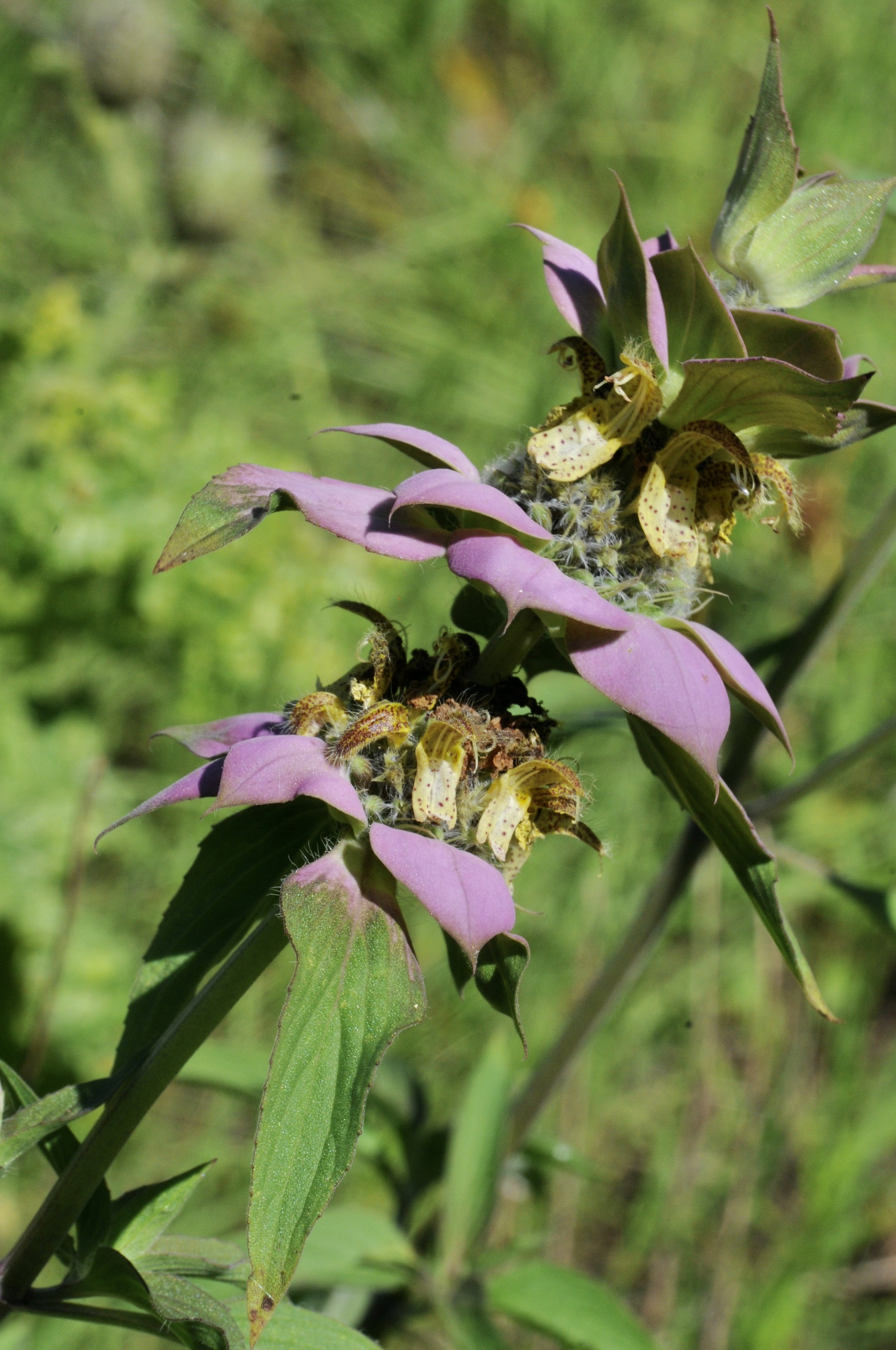 vibrant green and purple spotted bee balm