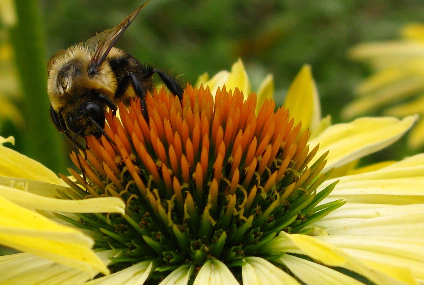 close up of yellow cone flower with a bee 2