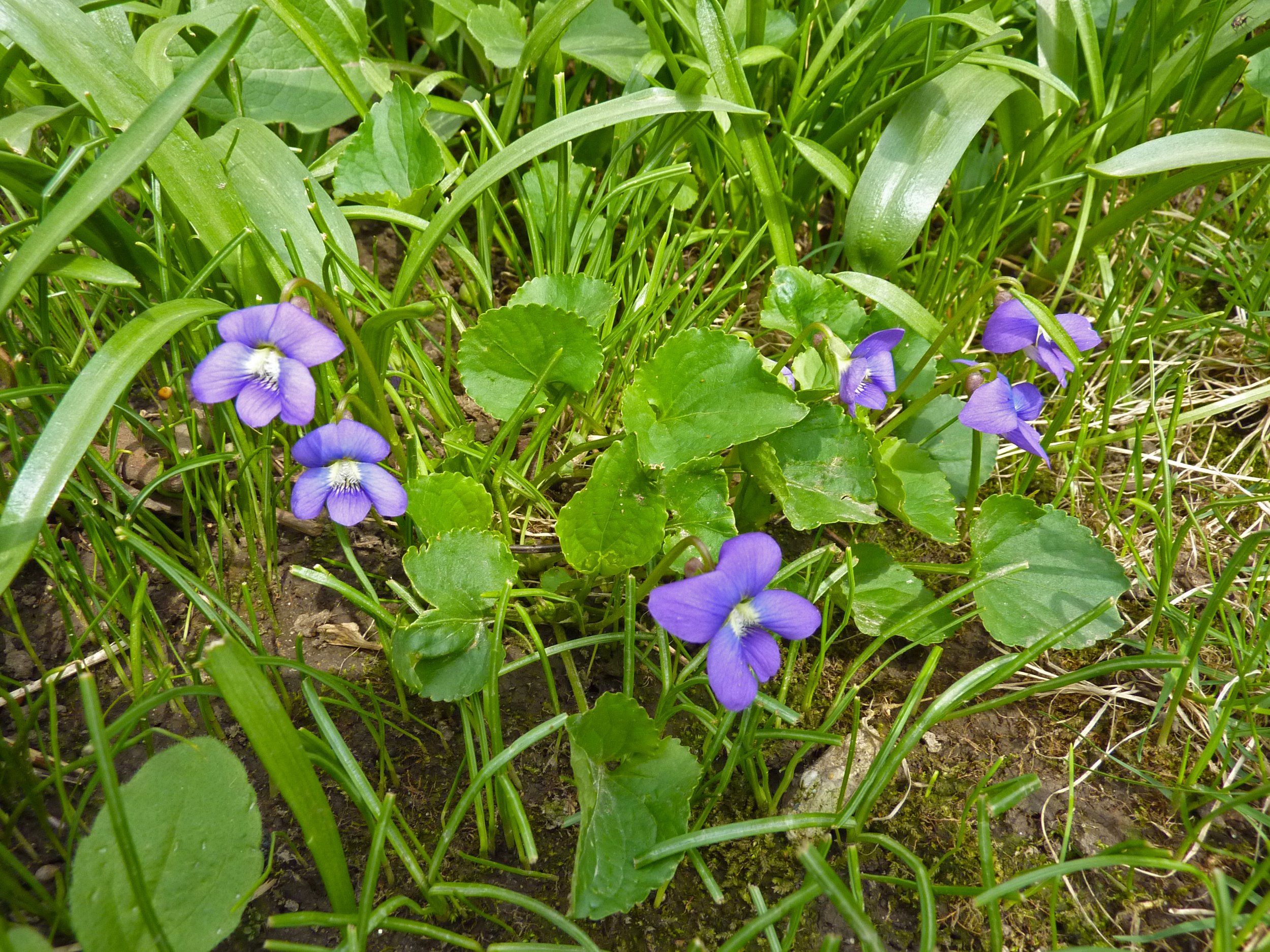 purple wood violet flowers in cluster of grass