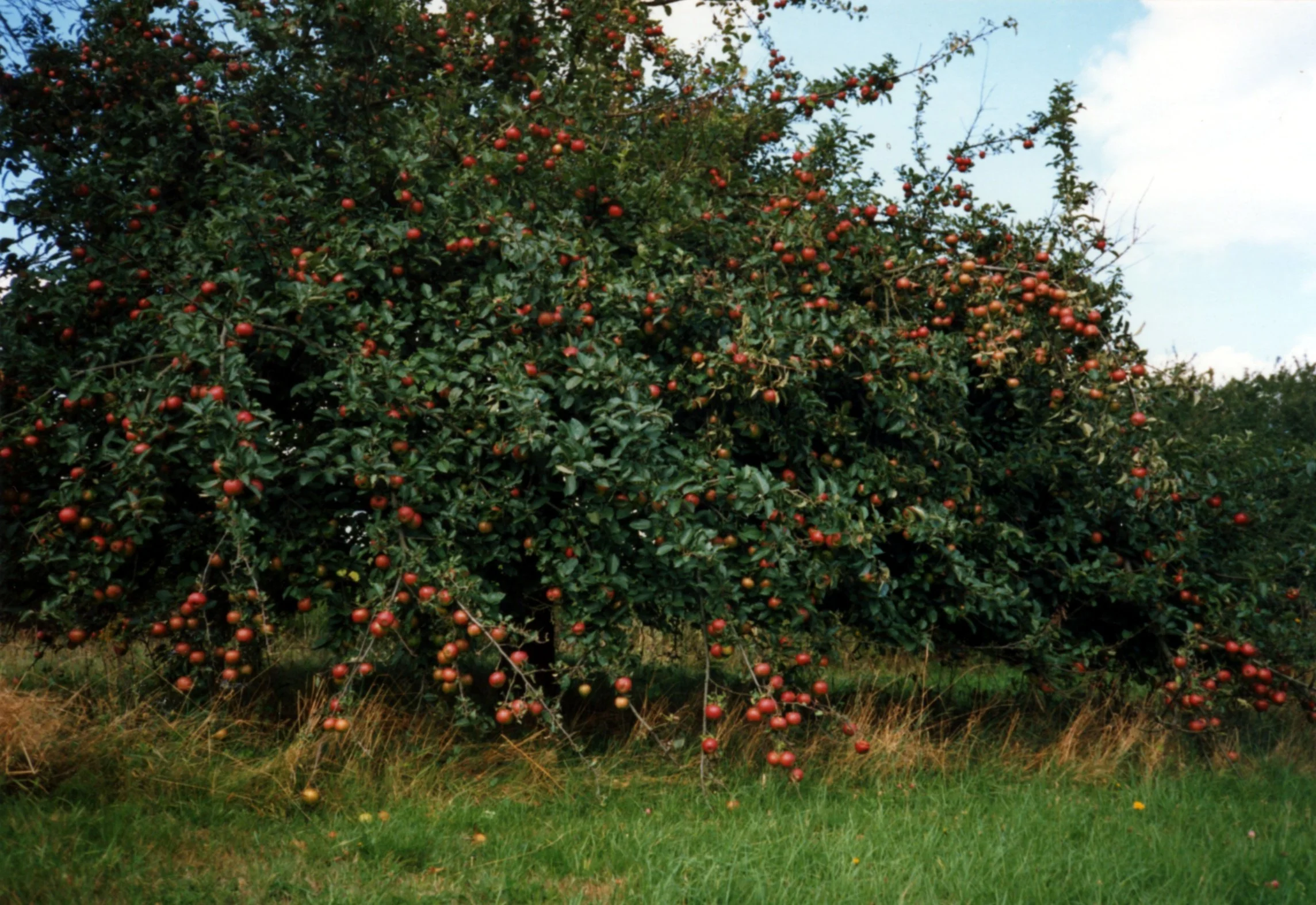 Apple_tree-1993.jpeg