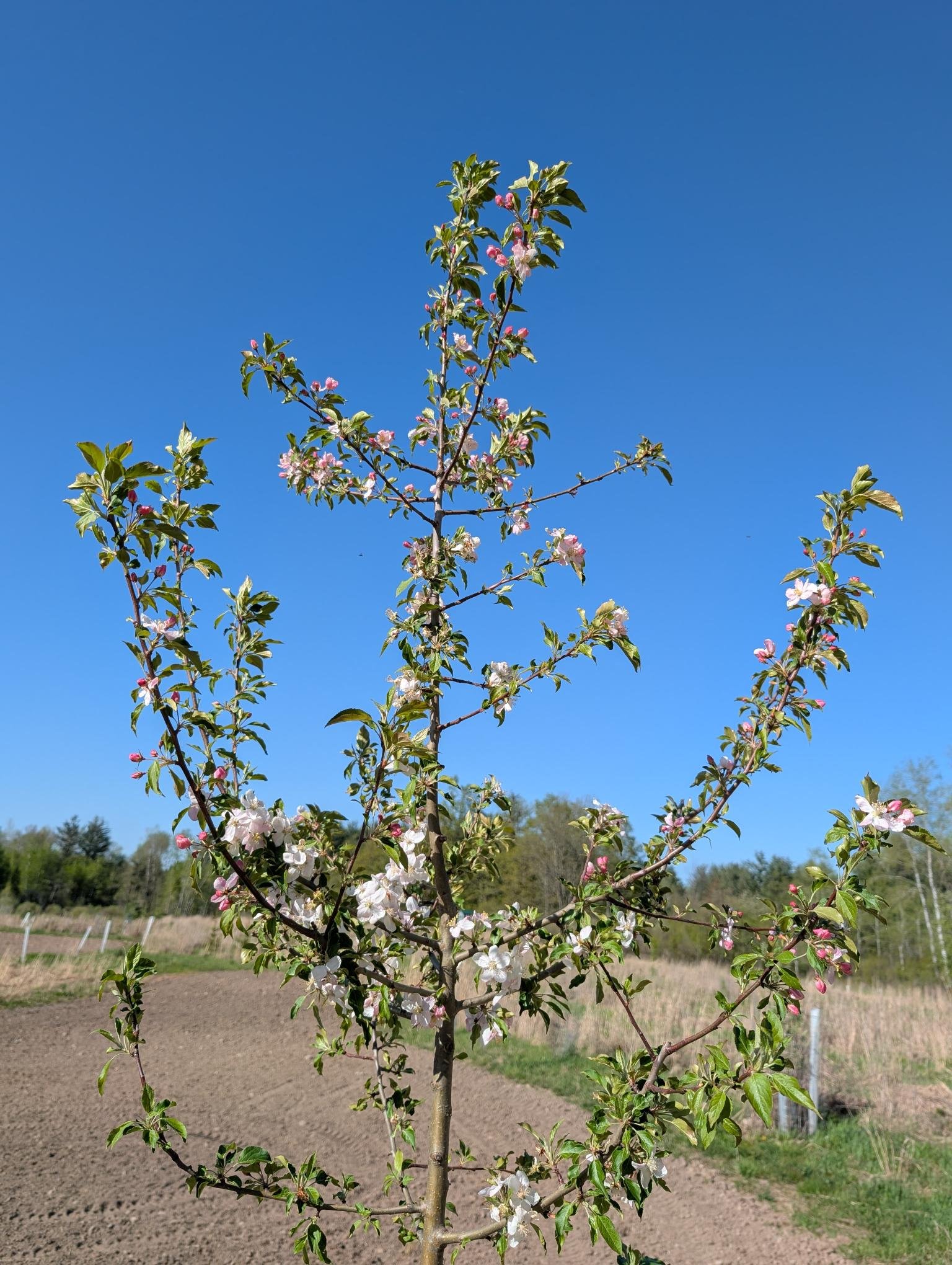 Big Dog Flowering.jpg