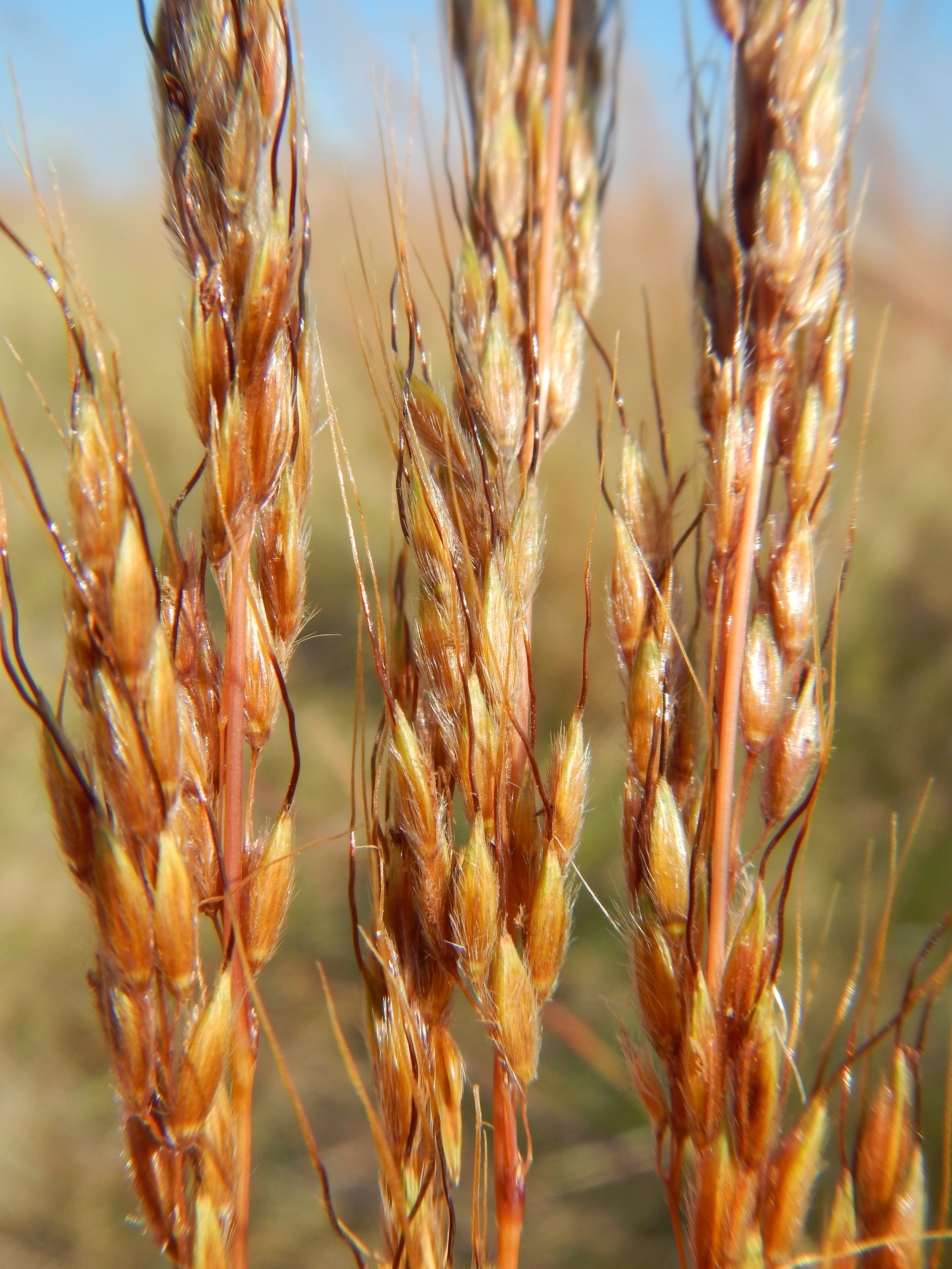 close up of Indian Grass Seed Clusters