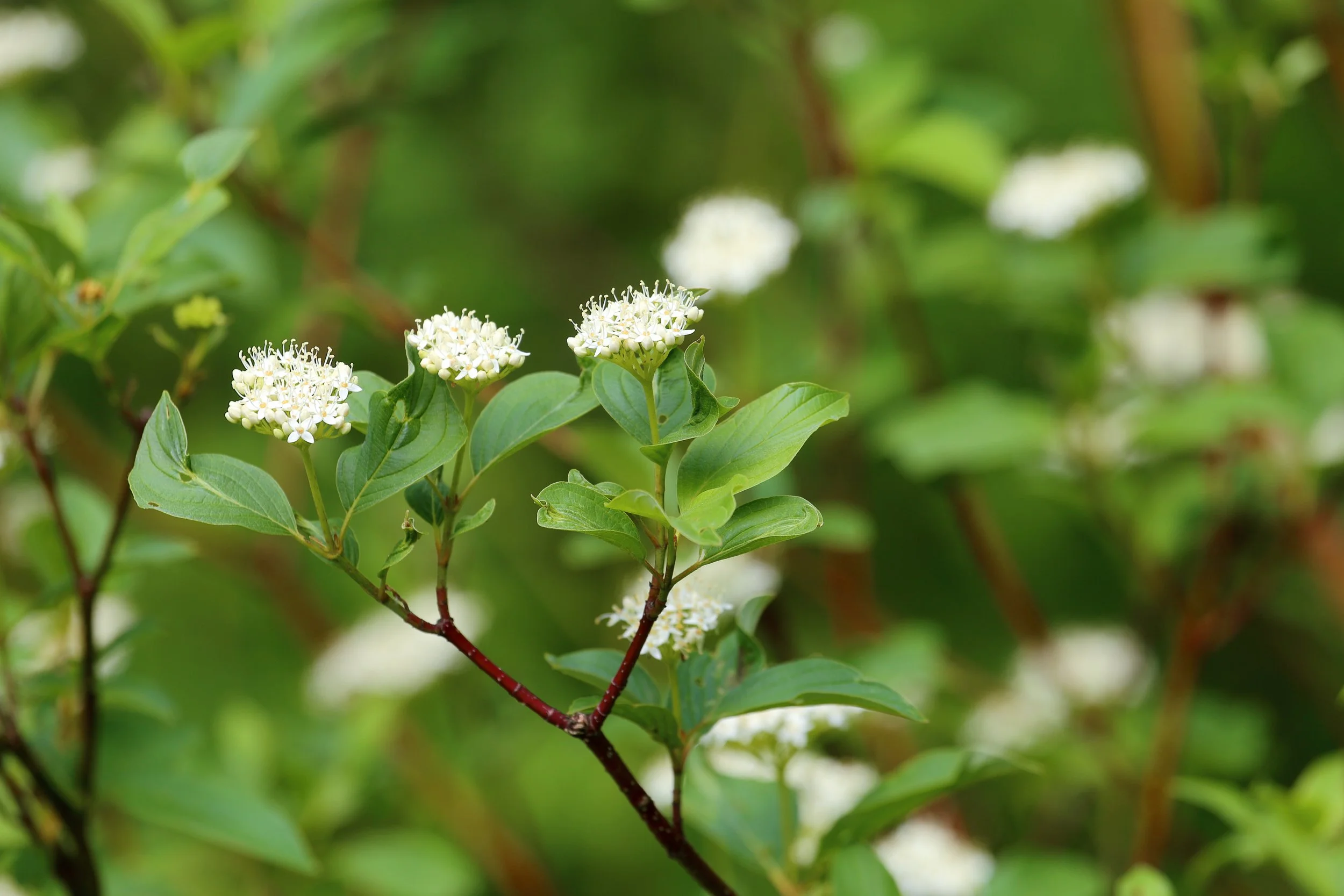 Cephas, CC BY-SA 4.0 <https://creativecommons.org/licenses/by-sa/4.0>, via Wikimedia Commons.jpg
