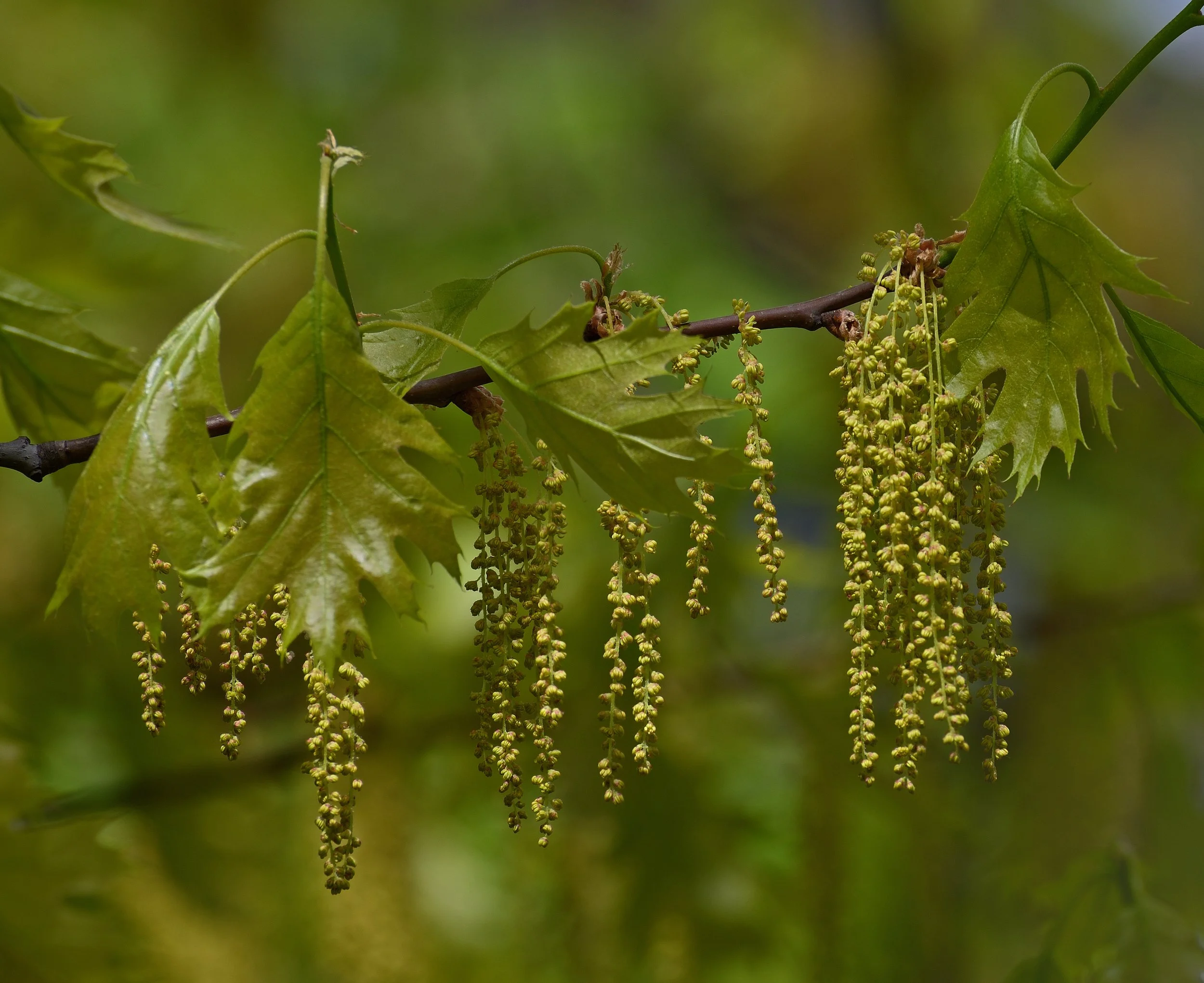 Blooming_of_Red_oak_(Quercus_rubra).jpg