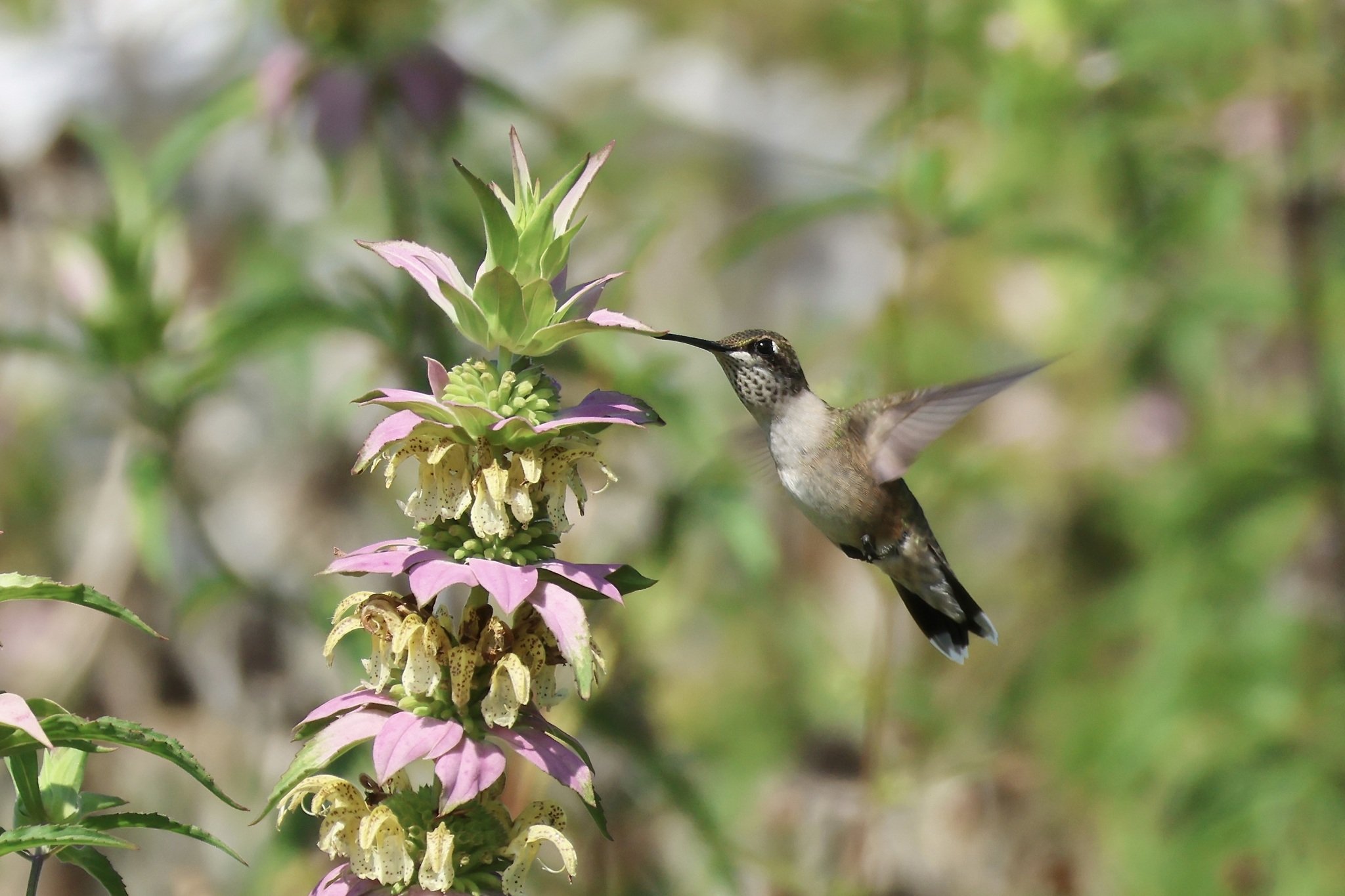 Humming bird feeding from spotted bee balm