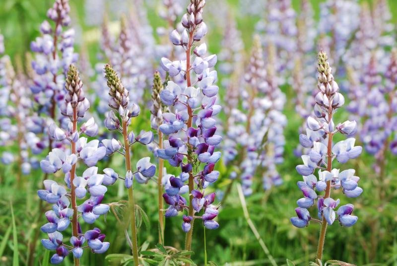 Close up of white and blue lupine flowers